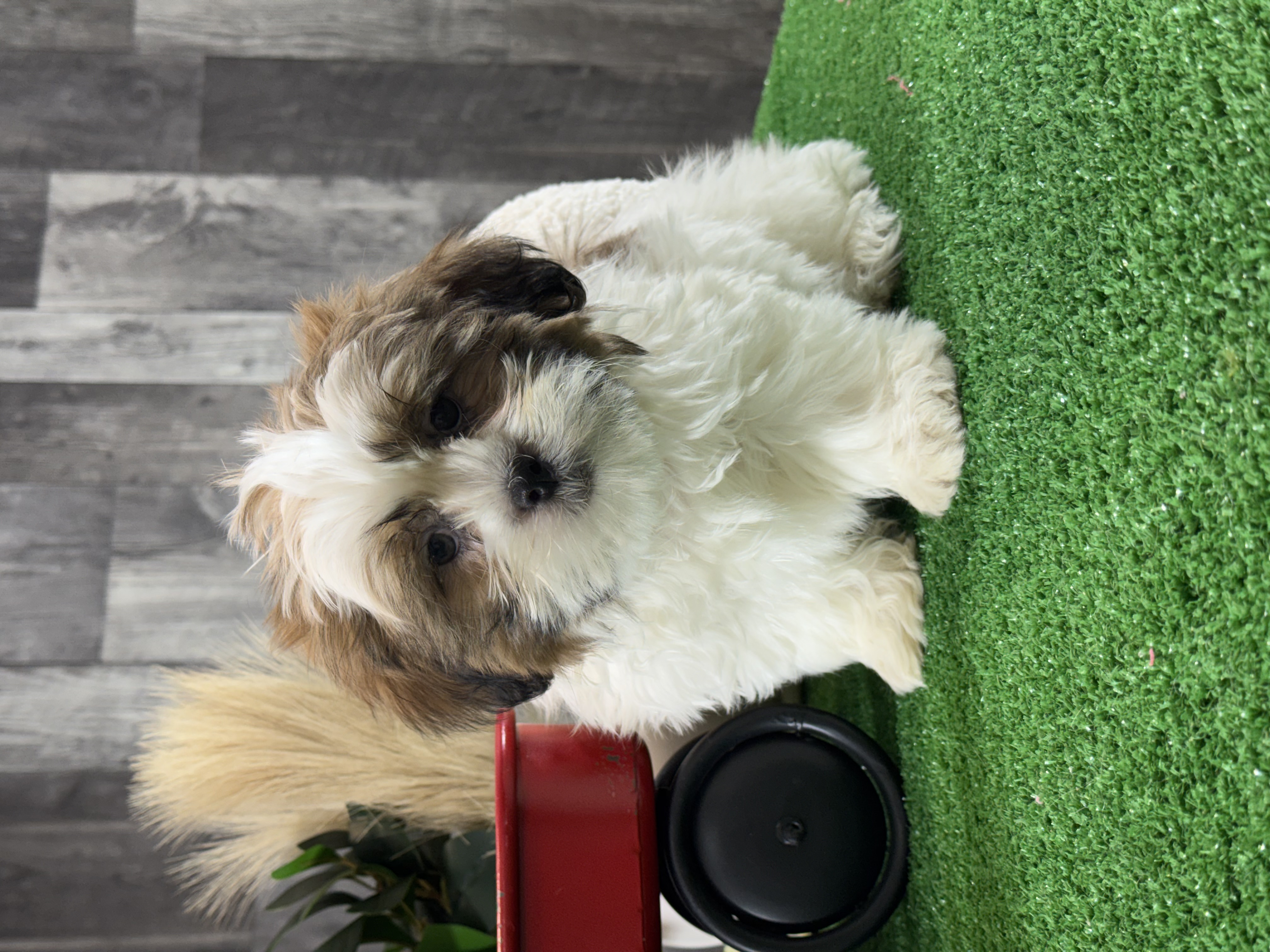 puppy, for, sale, Shih Tzu, Curtis  Martin, dog, breeder, Seneca Falls, NY, dog-breeder, puppy-for-sale, forsale, nearby, find, puppyfind, locator, puppylocator, aca