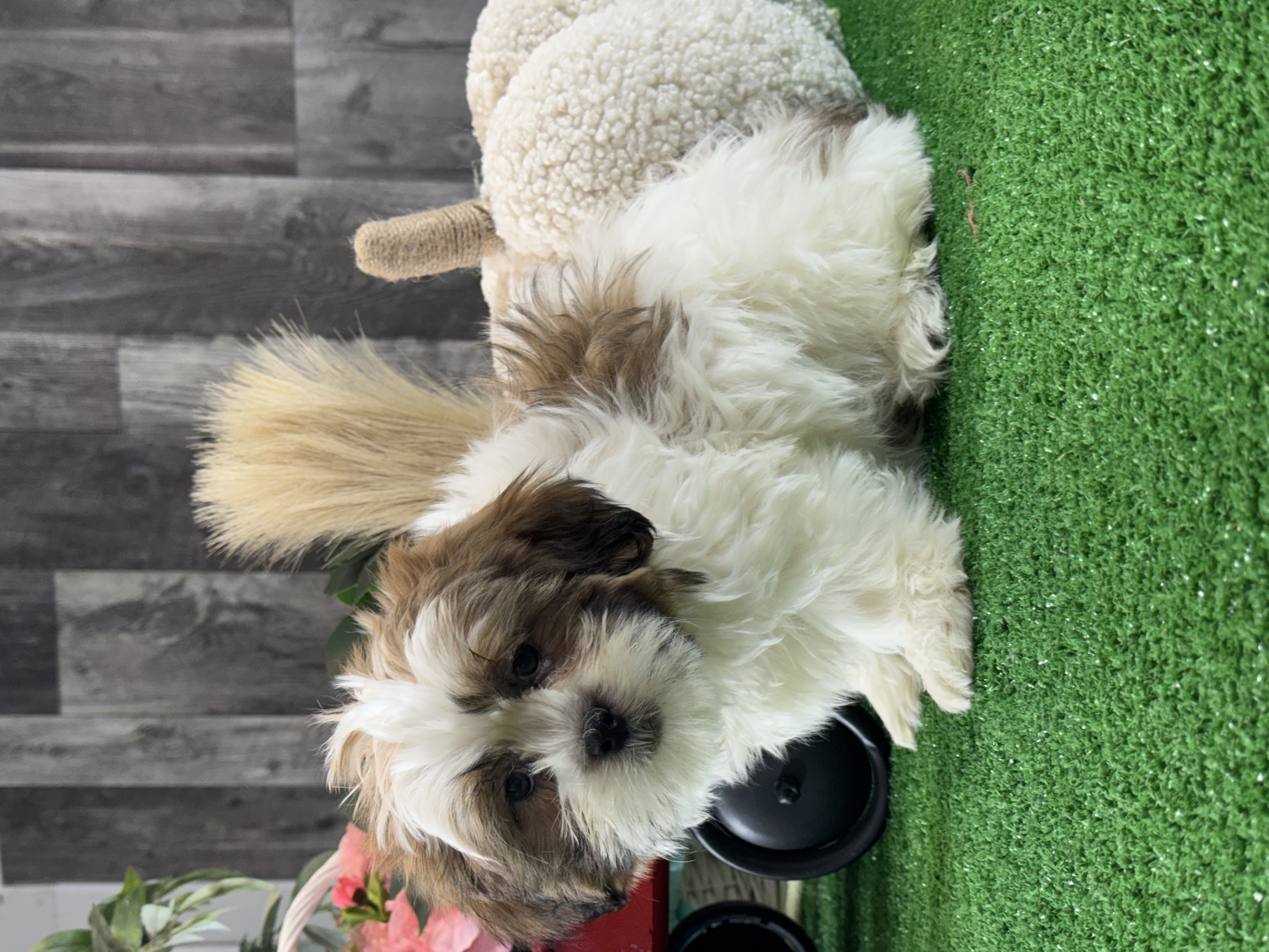 puppy, for, sale, Shih Tzu, Curtis  Martin, dog, breeder, Seneca Falls, NY, dog-breeder, puppy-for-sale, forsale, nearby, find, puppyfind, locator, puppylocator, aca