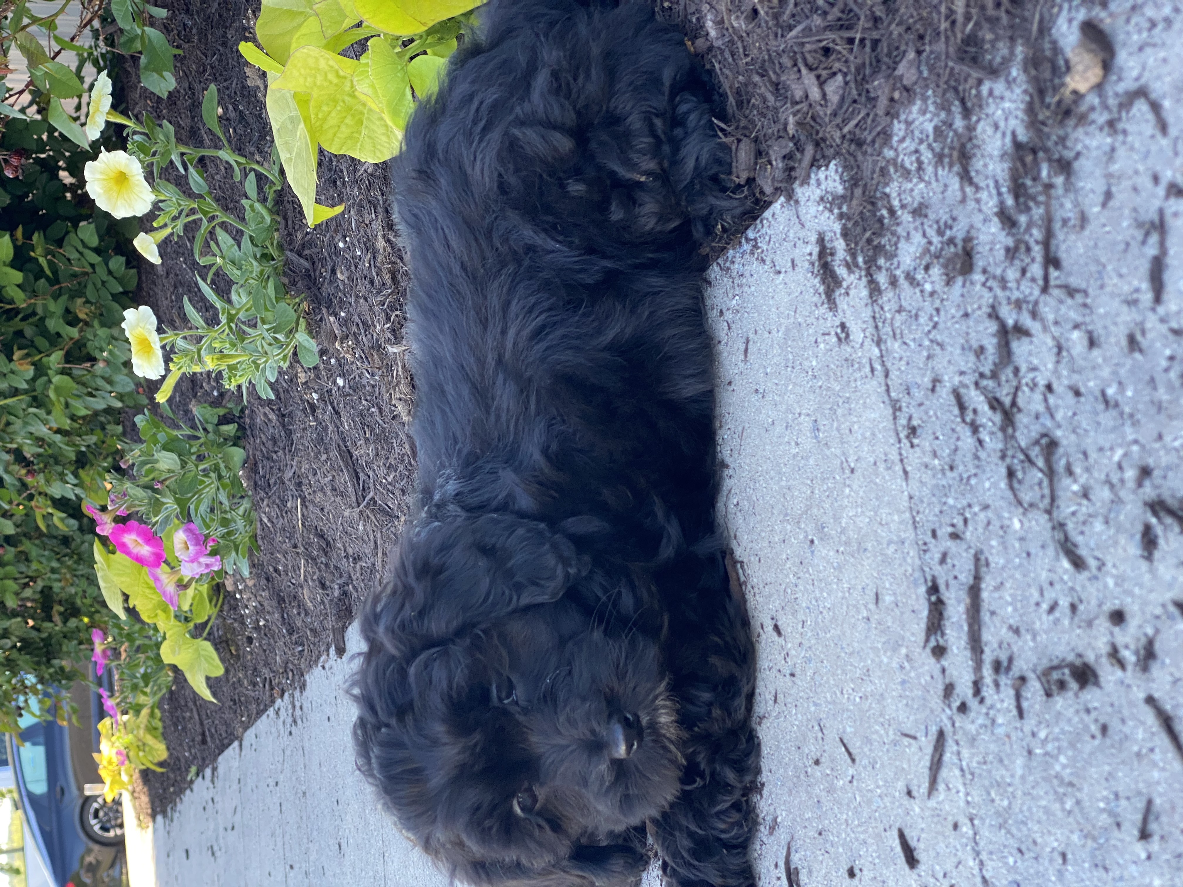puppy, for, sale, LHASA APSO / POODLE, Curtis  Martin, dog, breeder, Seneca Falls, NY, dog-breeder, puppy-for-sale, forsale, nearby, find, puppyfind, locator, puppylocator, aca