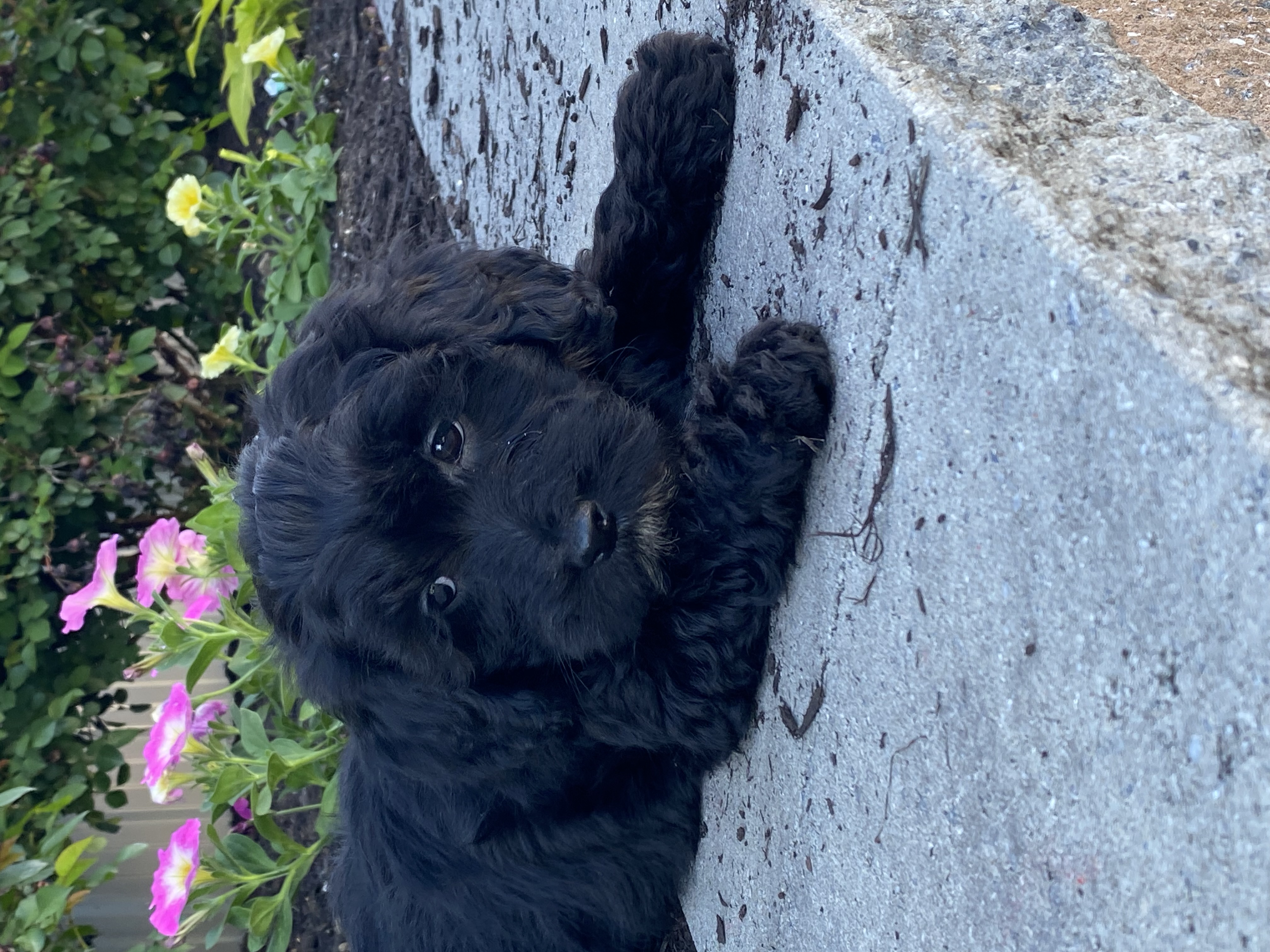 puppy, for, sale, LHASA APSO / POODLE, Curtis  Martin, dog, breeder, Seneca Falls, NY, dog-breeder, puppy-for-sale, forsale, nearby, find, puppyfind, locator, puppylocator, aca
