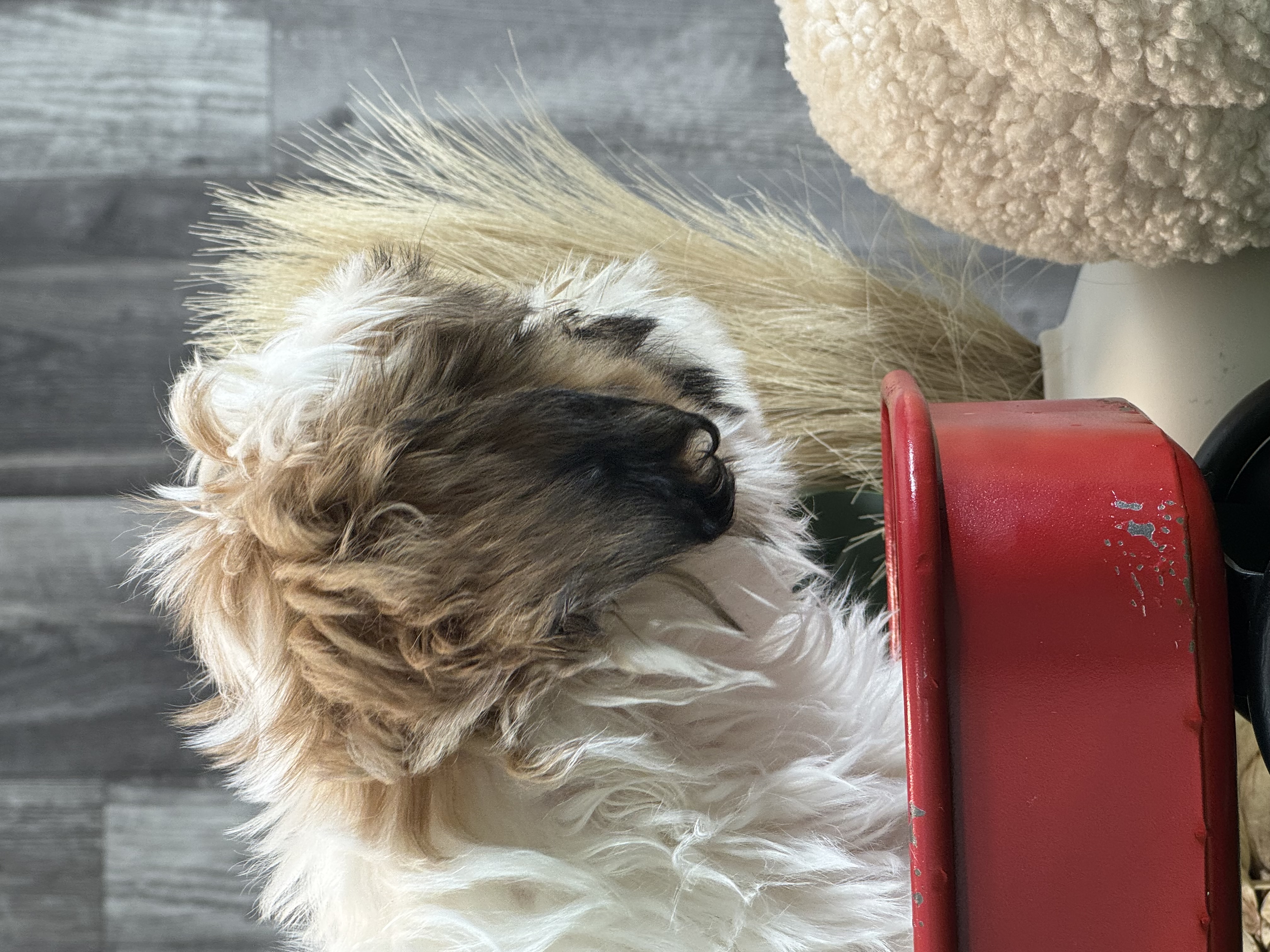 puppy, for, sale, Shih Tzu, Curtis  Martin, dog, breeder, Seneca Falls, NY, dog-breeder, puppy-for-sale, forsale, nearby, find, puppyfind, locator, puppylocator, aca