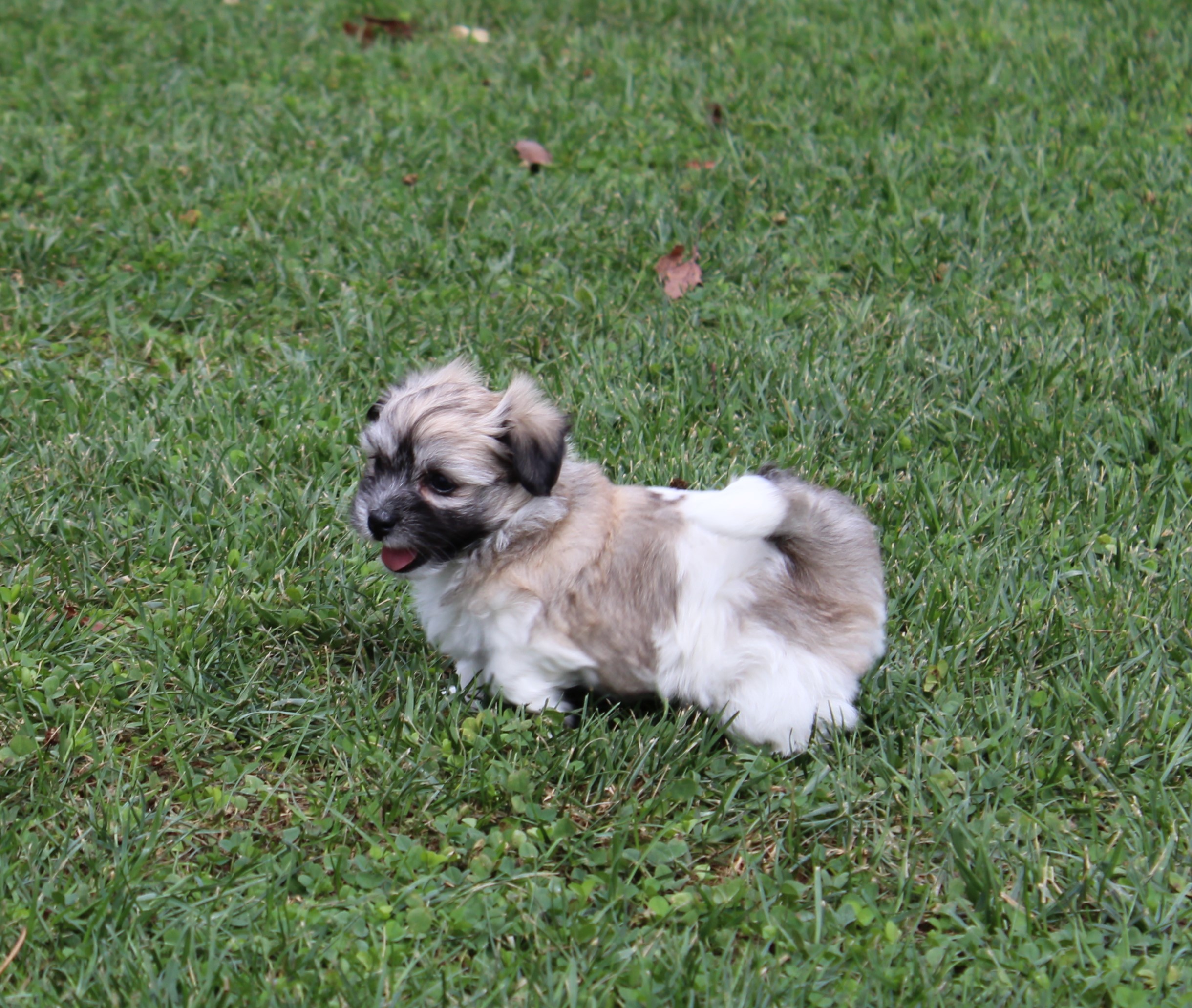 puppy, for, sale, Coton de Tulear,   Little Stream Estates LLC, dog, breeder, Lititz, PA, dog-breeder, puppy-for-sale, forsale, nearby, find, puppyfind, locator, puppylocator, aca