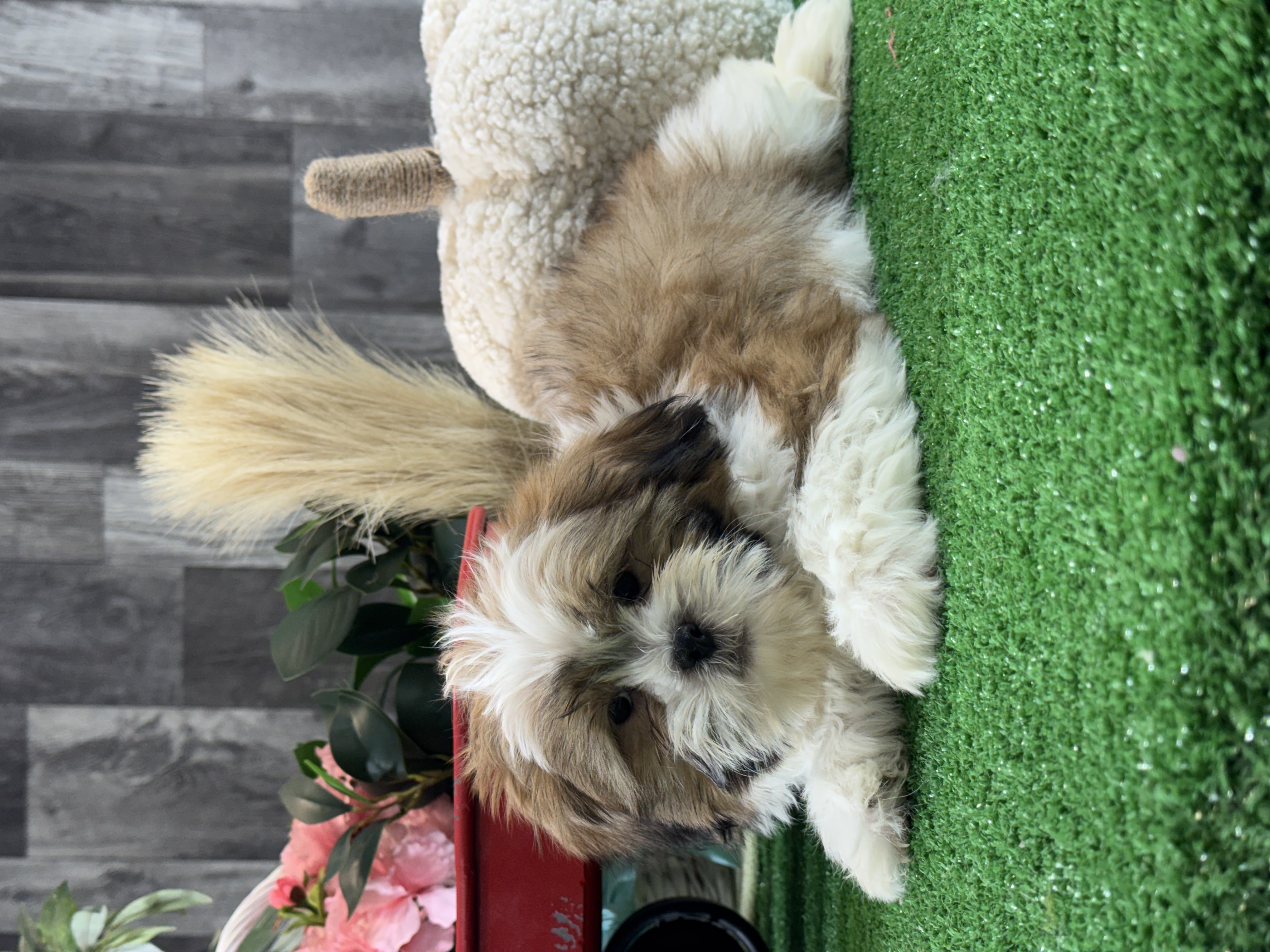 puppy, for, sale, Shih Tzu, Curtis  Martin, dog, breeder, Seneca Falls, NY, dog-breeder, puppy-for-sale, forsale, nearby, find, puppyfind, locator, puppylocator, aca