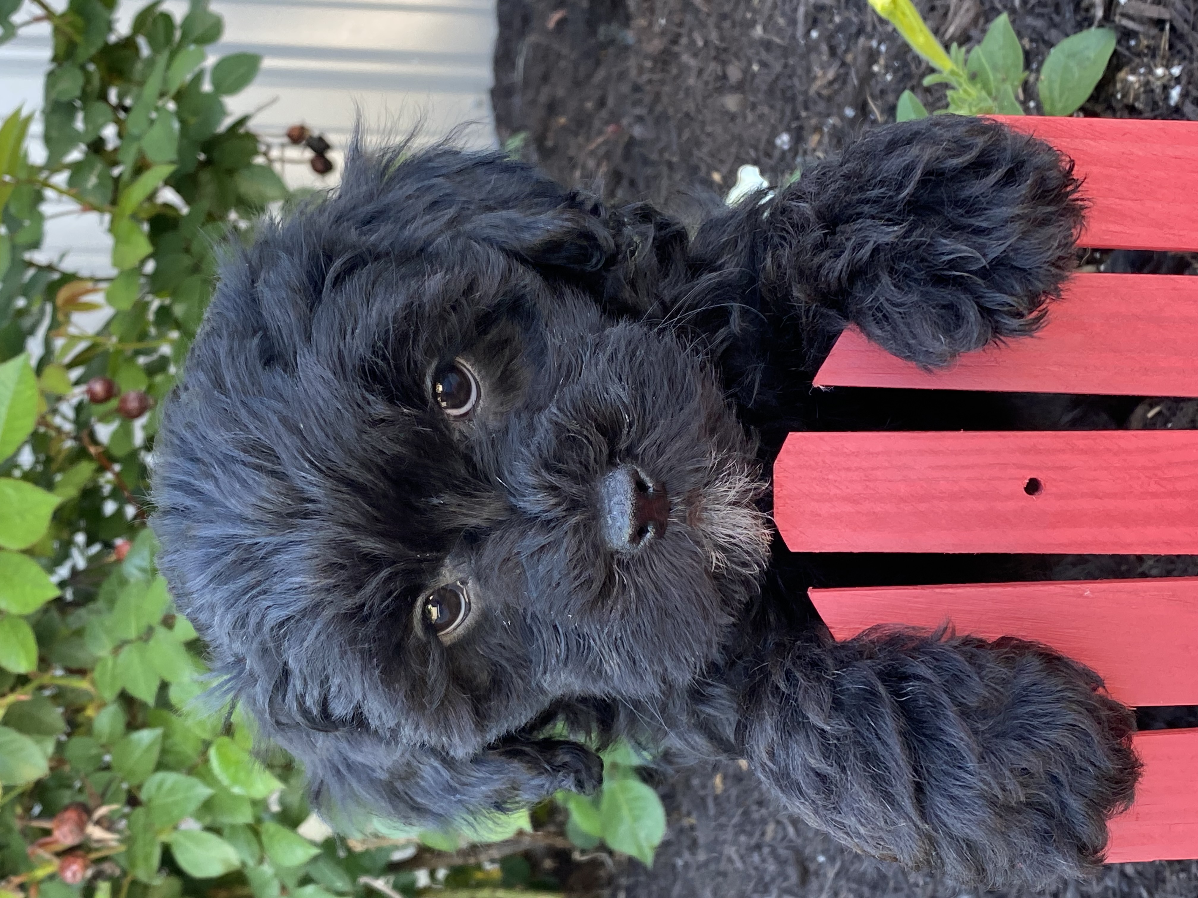 puppy, for, sale, LHASA APSO / POODLE, Curtis  Martin, dog, breeder, Seneca Falls, NY, dog-breeder, puppy-for-sale, forsale, nearby, find, puppyfind, locator, puppylocator, aca