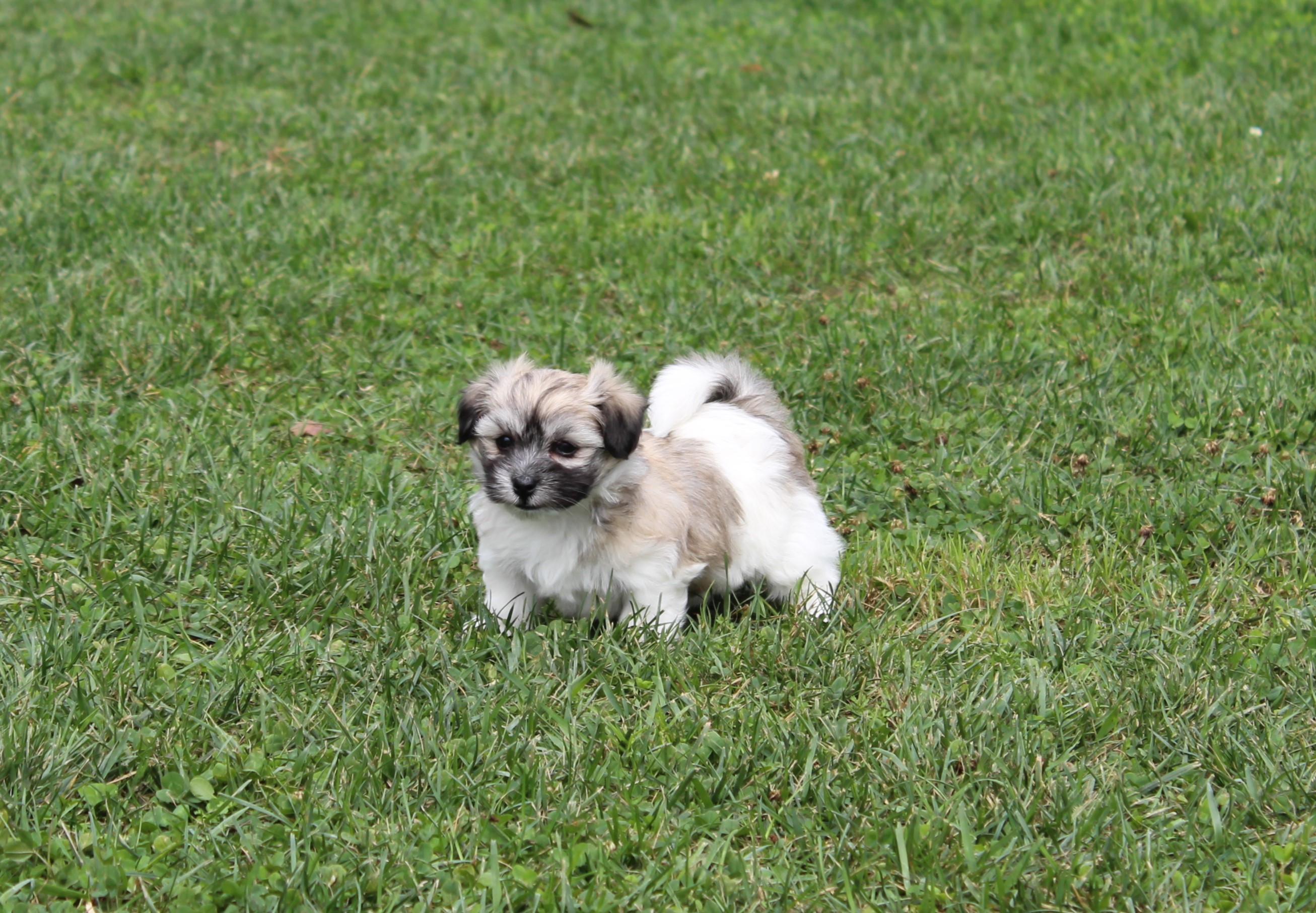 puppy, for, sale, Coton de Tulear,   Little Stream Estates LLC, dog, breeder, Lititz, PA, dog-breeder, puppy-for-sale, forsale, nearby, find, puppyfind, locator, puppylocator, aca