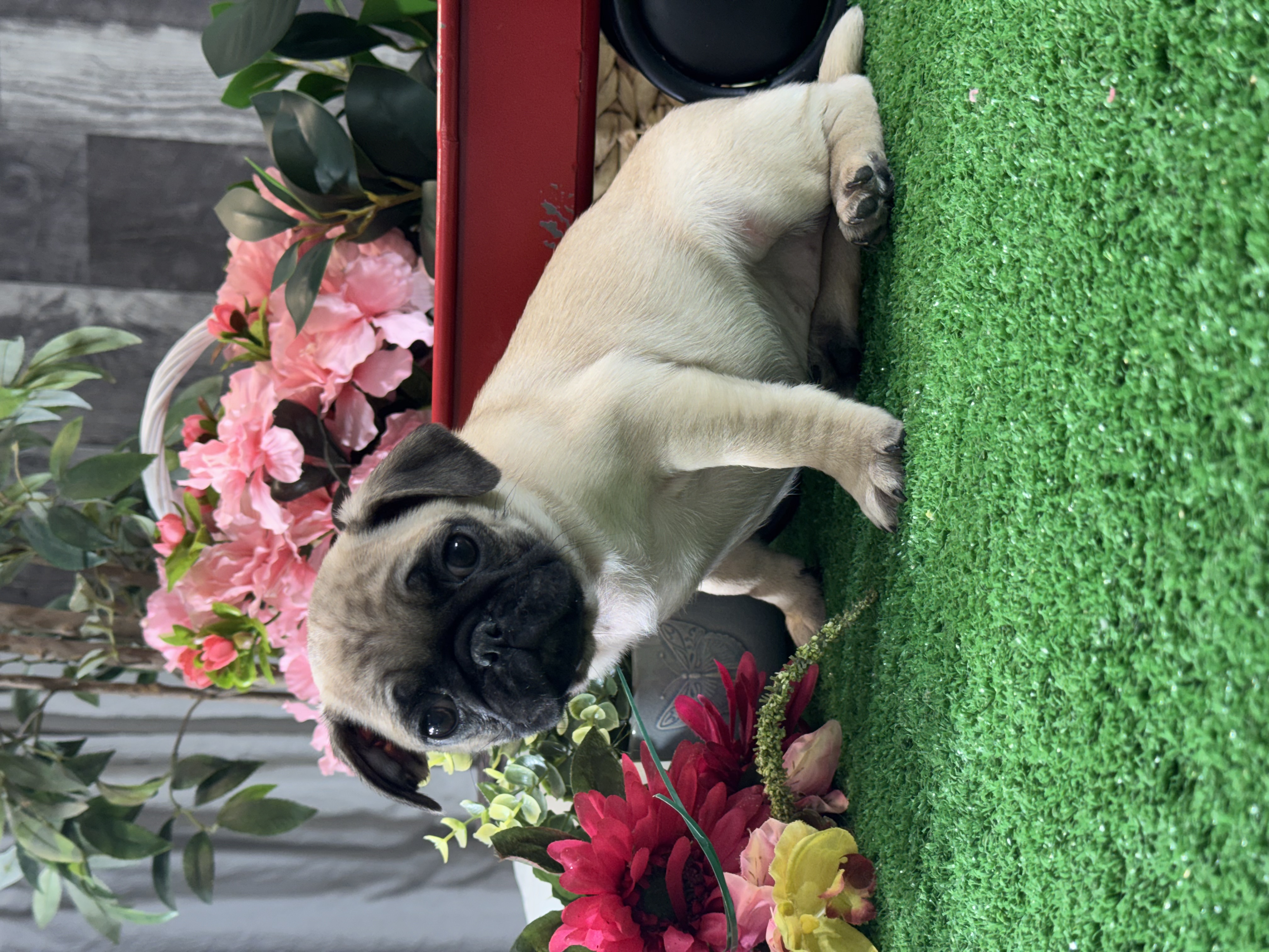puppy, for, sale, Pug, Curtis  Martin, dog, breeder, Seneca Falls, NY, dog-breeder, puppy-for-sale, forsale, nearby, find, puppyfind, locator, puppylocator, aca