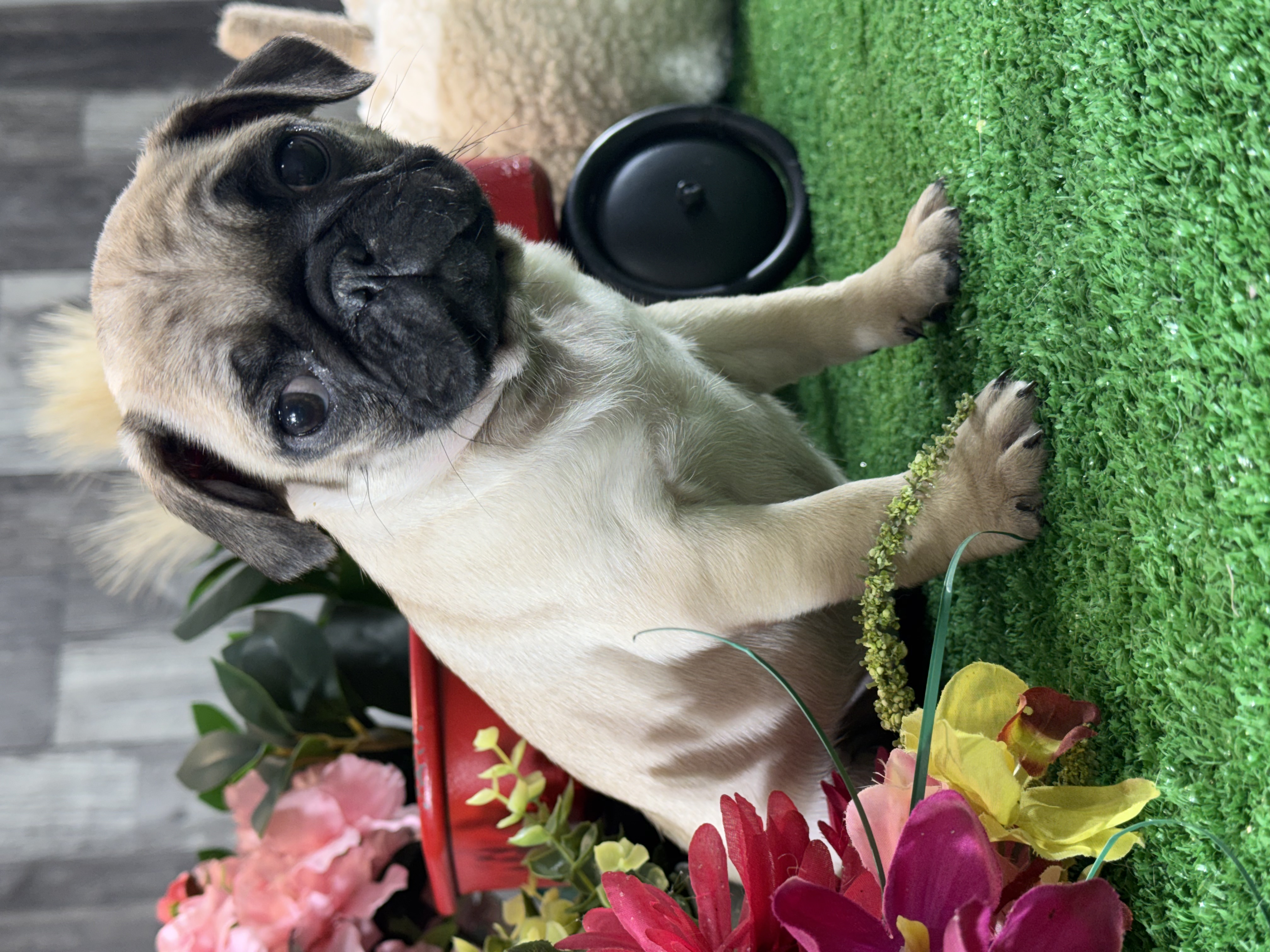 puppy, for, sale, Pug, Curtis  Martin, dog, breeder, Seneca Falls, NY, dog-breeder, puppy-for-sale, forsale, nearby, find, puppyfind, locator, puppylocator, aca