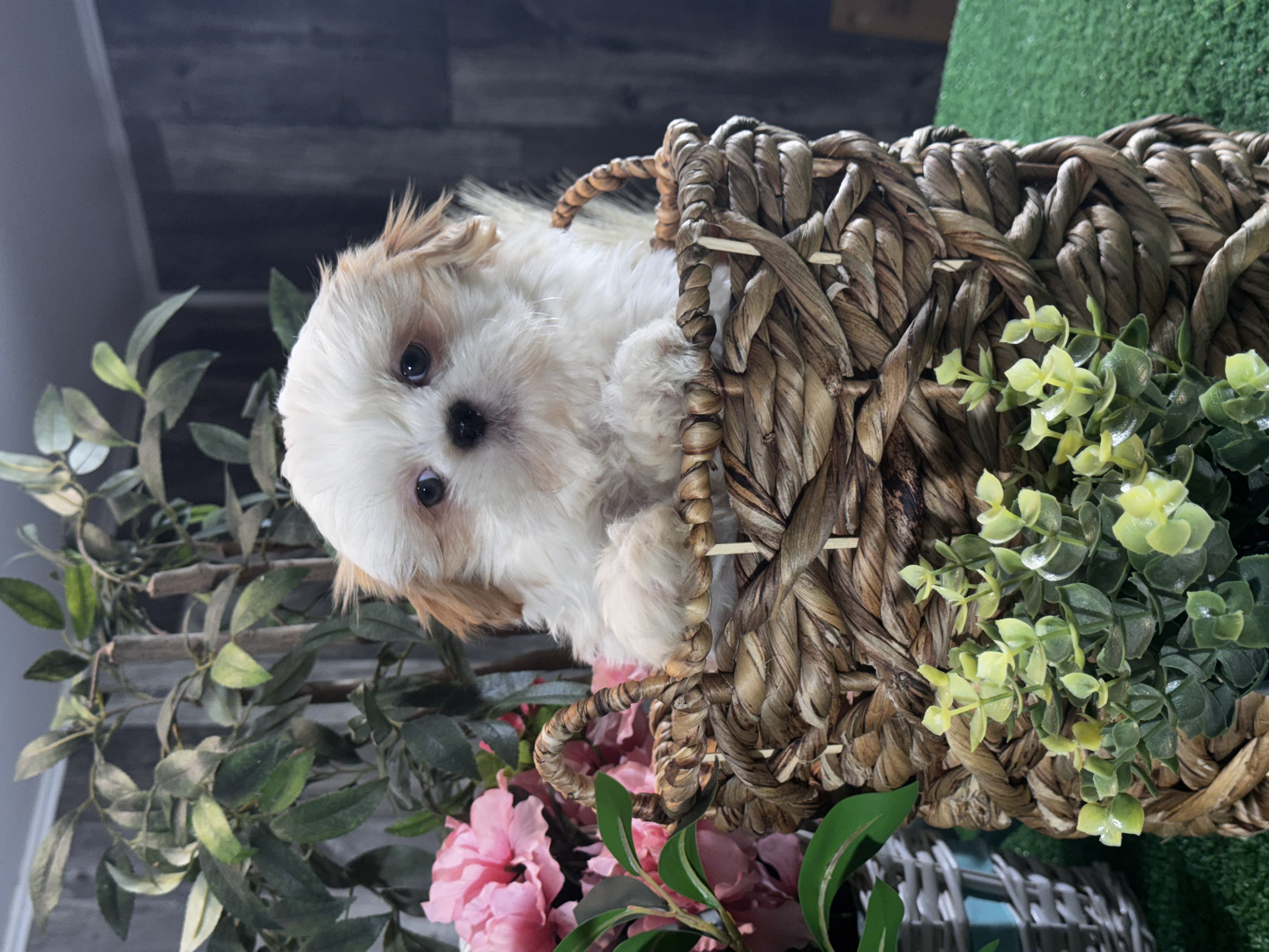 puppy, for, sale, Shih Tzu, Curtis  Martin, dog, breeder, Seneca Falls, NY, dog-breeder, puppy-for-sale, forsale, nearby, find, puppyfind, locator, puppylocator, aca