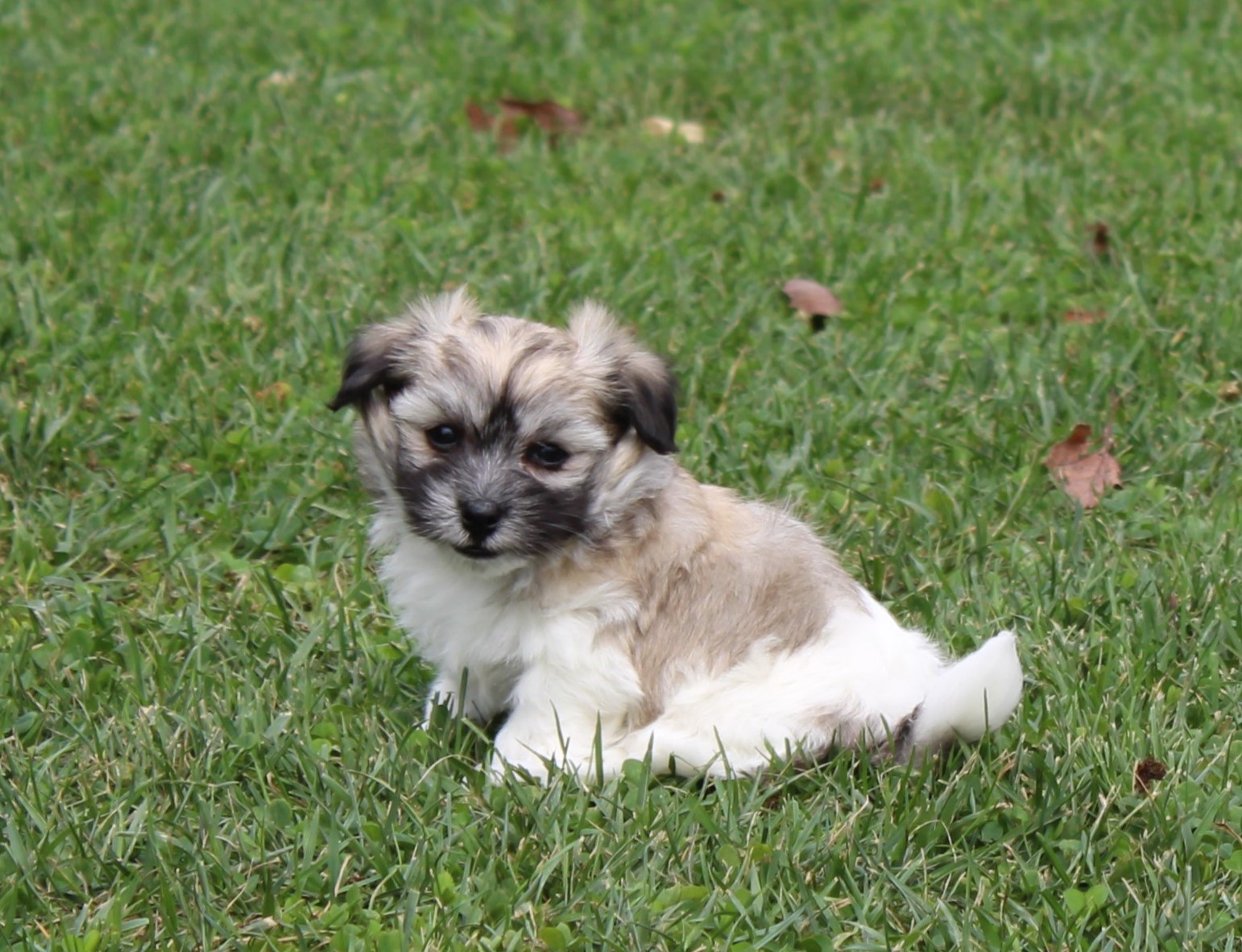 puppy, for, sale, Coton de Tulear,   Little Stream Estates LLC, dog, breeder, Lititz, PA, dog-breeder, puppy-for-sale, forsale, nearby, find, puppyfind, locator, puppylocator, aca