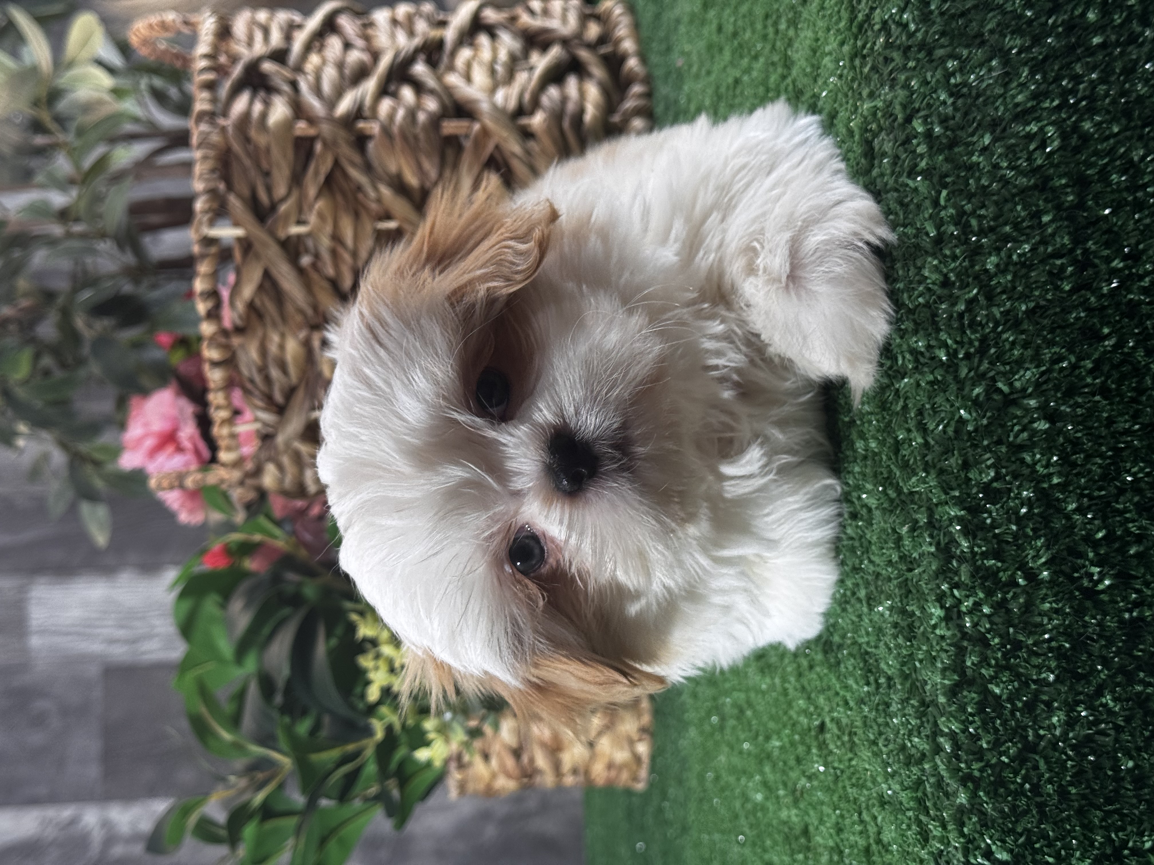 puppy, for, sale, Shih Tzu, Curtis  Martin, dog, breeder, Seneca Falls, NY, dog-breeder, puppy-for-sale, forsale, nearby, find, puppyfind, locator, puppylocator, aca