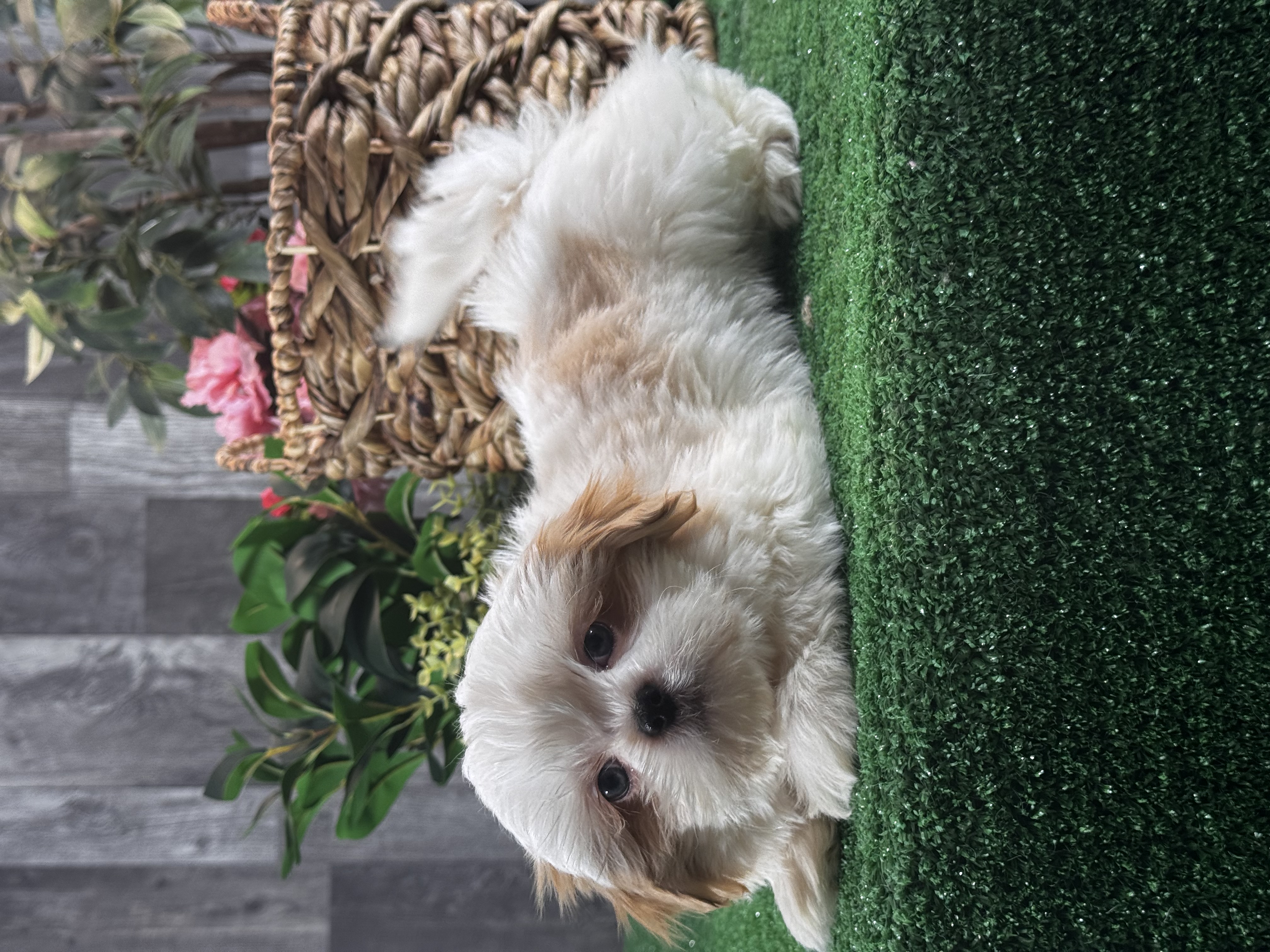 puppy, for, sale, Shih Tzu, Curtis  Martin, dog, breeder, Seneca Falls, NY, dog-breeder, puppy-for-sale, forsale, nearby, find, puppyfind, locator, puppylocator, aca