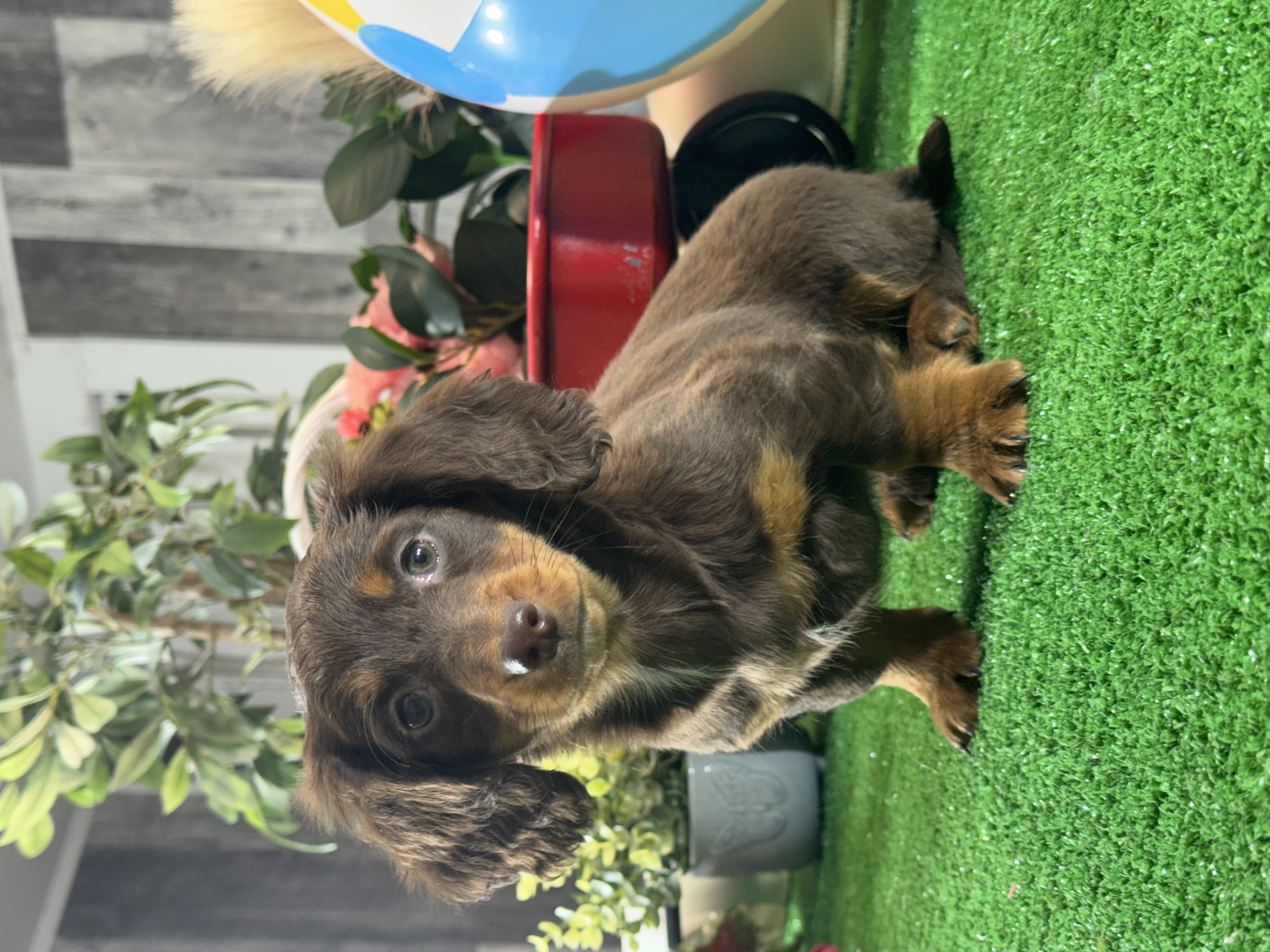 puppy, for, sale, Dachshund, Curtis  Martin, dog, breeder, Seneca Falls, NY, dog-breeder, puppy-for-sale, forsale, nearby, find, puppyfind, locator, puppylocator, aca