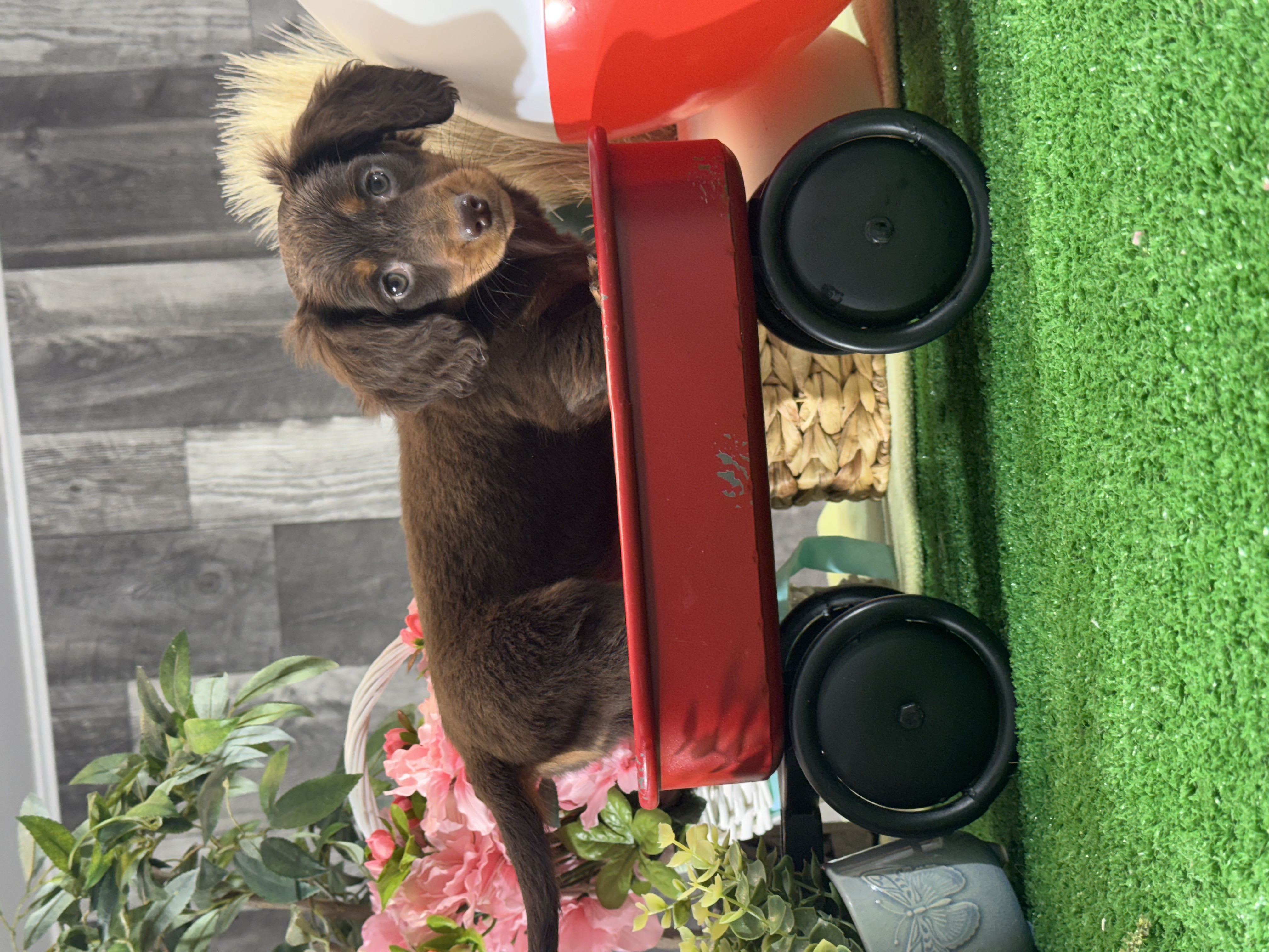 puppy, for, sale, Dachshund, Curtis  Martin, dog, breeder, Seneca Falls, NY, dog-breeder, puppy-for-sale, forsale, nearby, find, puppyfind, locator, puppylocator, aca