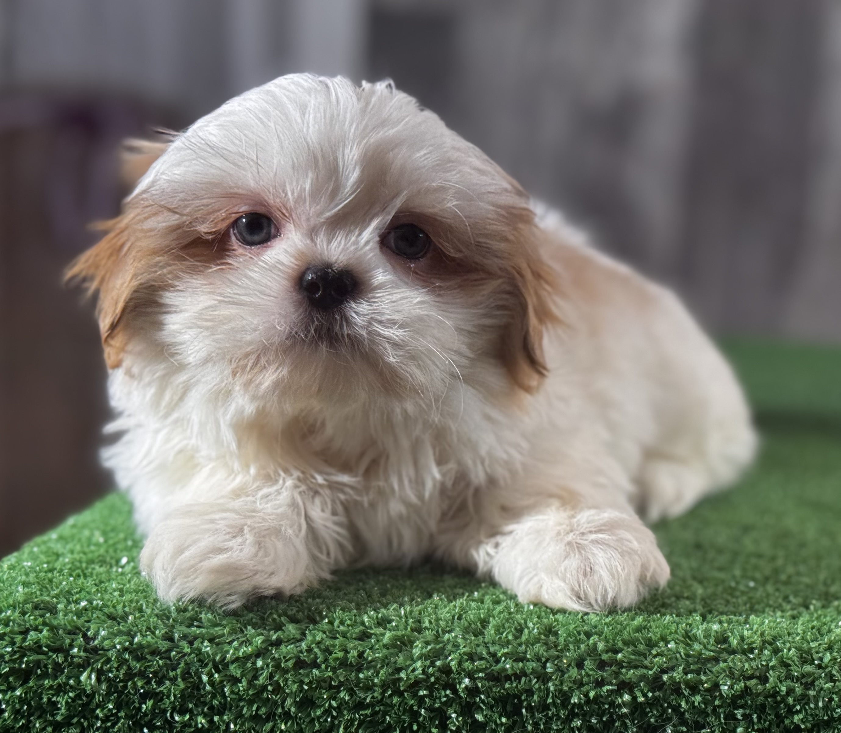 puppy, for, sale, Shih Tzu, Curtis  Martin, dog, breeder, Seneca Falls, NY, dog-breeder, puppy-for-sale, forsale, nearby, find, puppyfind, locator, puppylocator, aca