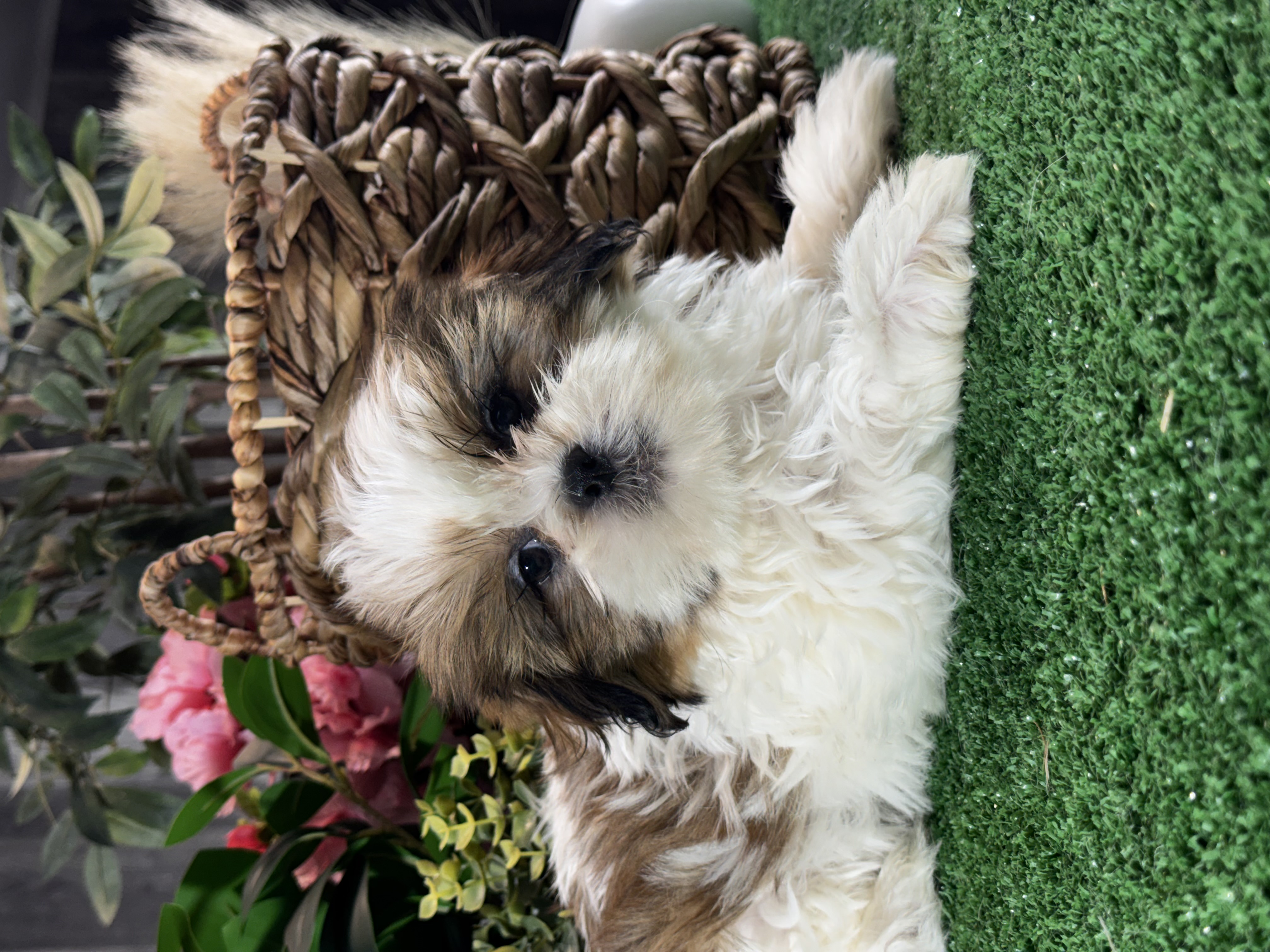 puppy, for, sale, Shih Tzu, Curtis  Martin, dog, breeder, Seneca Falls, NY, dog-breeder, puppy-for-sale, forsale, nearby, find, puppyfind, locator, puppylocator, aca