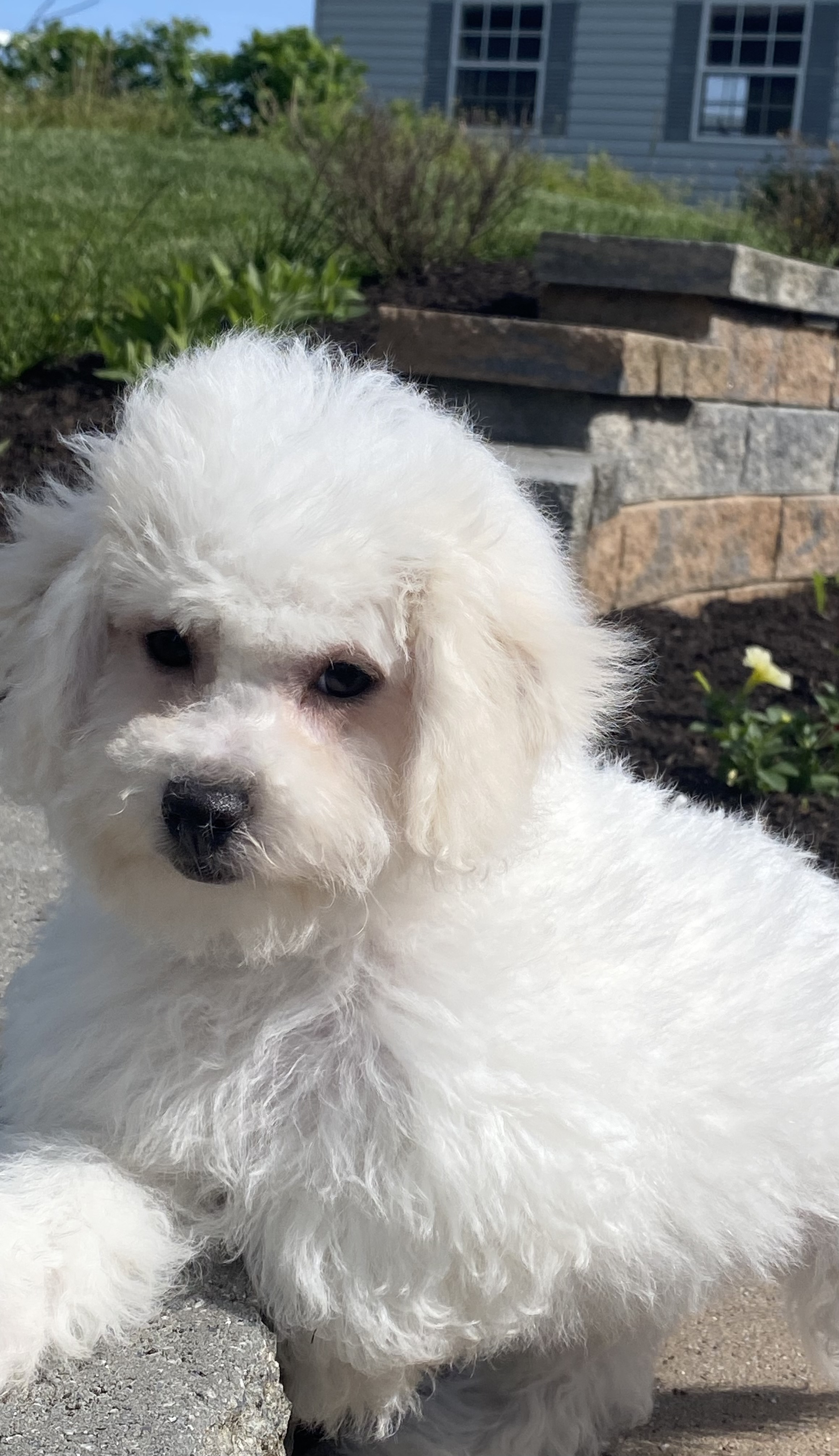 puppy, for, sale, Bichon Frise, Curtis  Martin, dog, breeder, Seneca Falls, NY, dog-breeder, puppy-for-sale, forsale, nearby, find, puppyfind, locator, puppylocator, aca