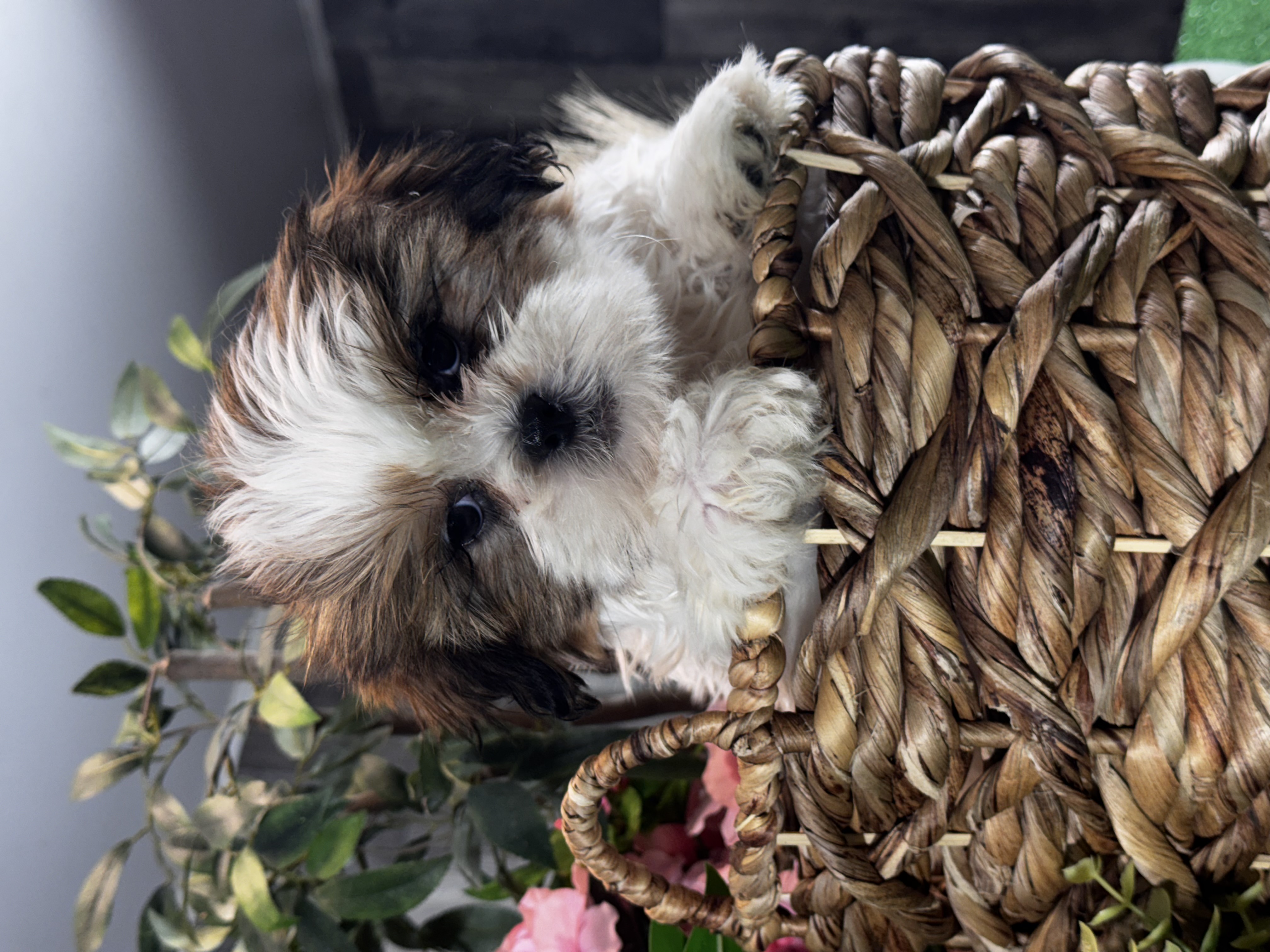 puppy, for, sale, Shih Tzu, Curtis  Martin, dog, breeder, Seneca Falls, NY, dog-breeder, puppy-for-sale, forsale, nearby, find, puppyfind, locator, puppylocator, aca