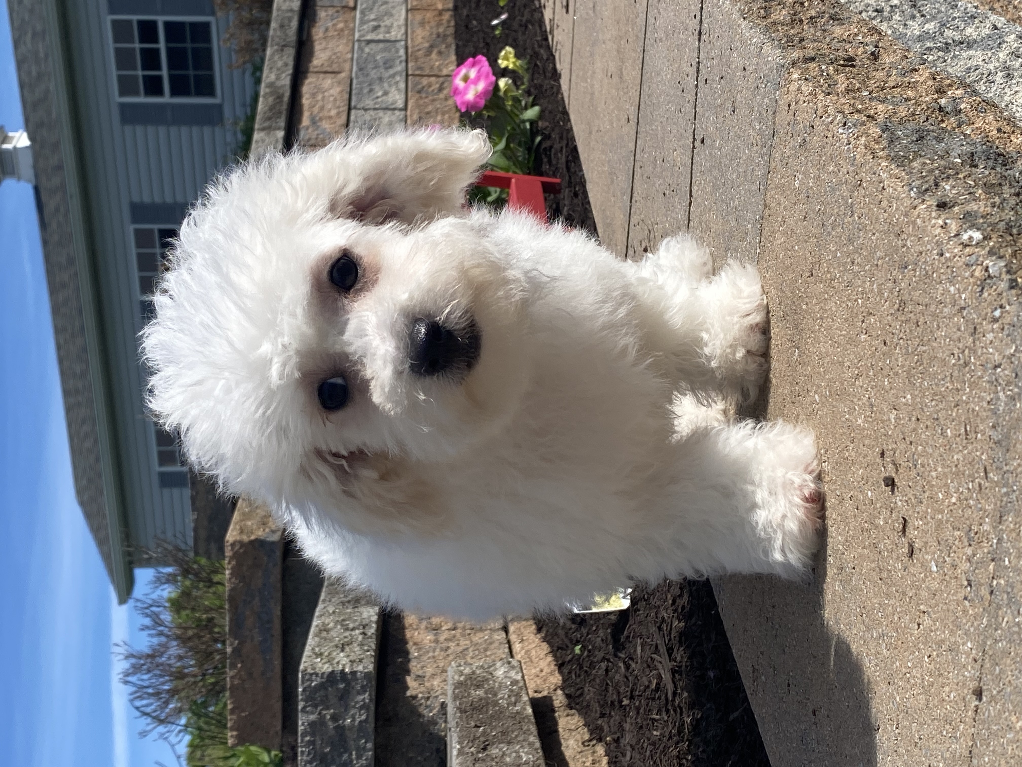 puppy, for, sale, Bichon Frise, Curtis  Martin, dog, breeder, Seneca Falls, NY, dog-breeder, puppy-for-sale, forsale, nearby, find, puppyfind, locator, puppylocator, aca