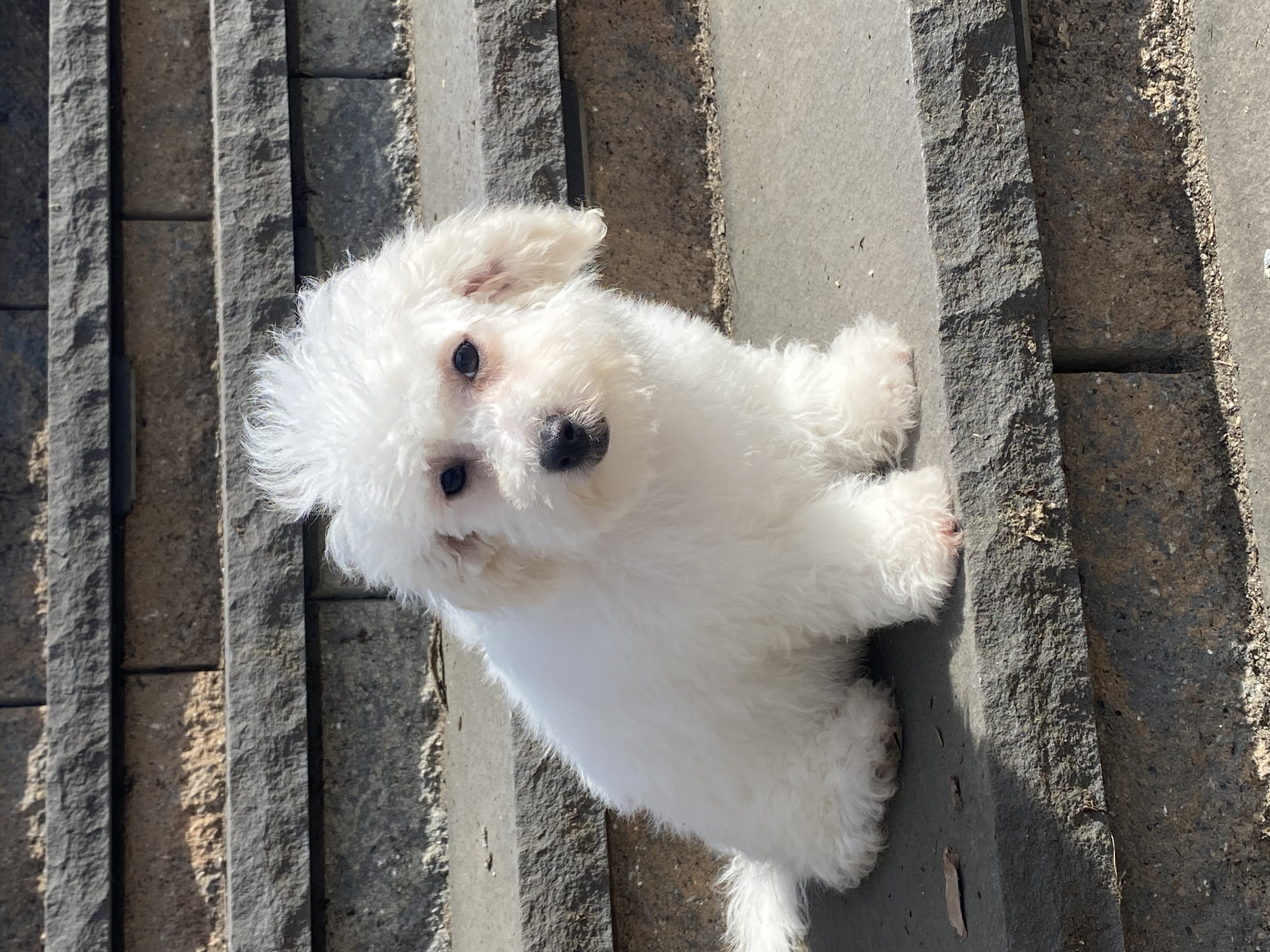 puppy, for, sale, Bichon Frise, Curtis  Martin, dog, breeder, Seneca Falls, NY, dog-breeder, puppy-for-sale, forsale, nearby, find, puppyfind, locator, puppylocator, aca