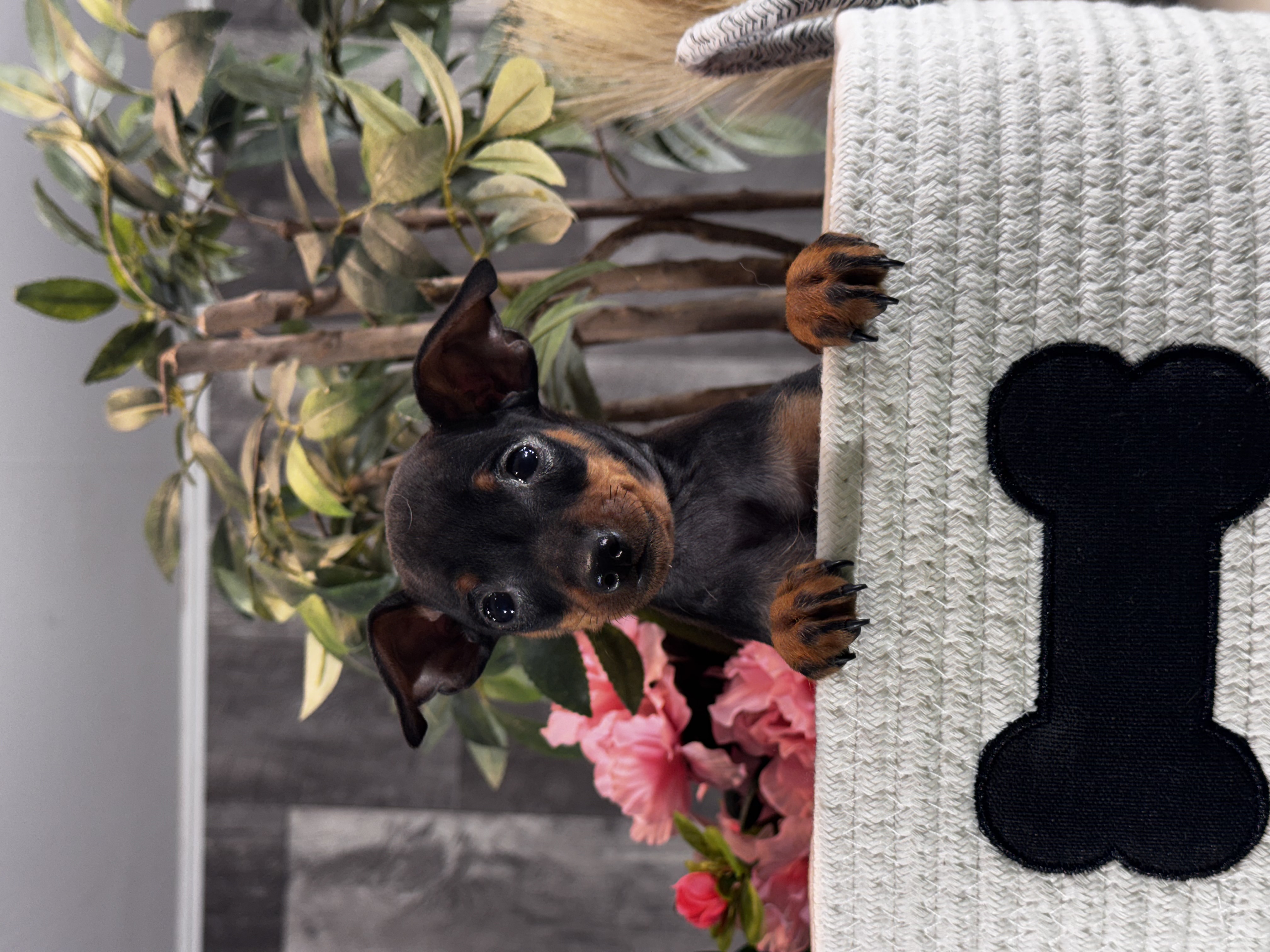 puppy, for, sale, Miniature Pinscher, Curtis  Martin, dog, breeder, Seneca Falls, NY, dog-breeder, puppy-for-sale, forsale, nearby, find, puppyfind, locator, puppylocator, aca