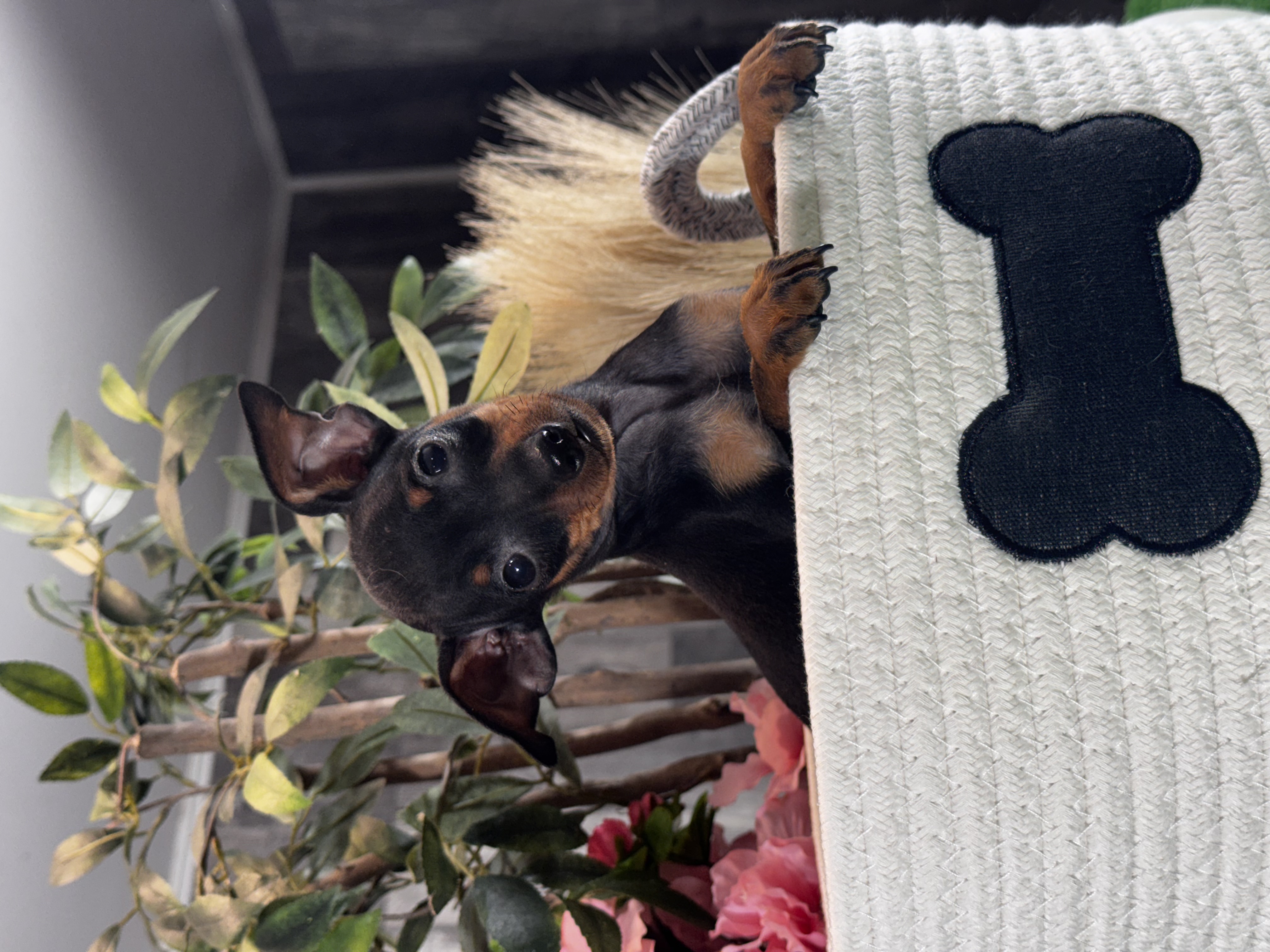 puppy, for, sale, Miniature Pinscher, Curtis  Martin, dog, breeder, Seneca Falls, NY, dog-breeder, puppy-for-sale, forsale, nearby, find, puppyfind, locator, puppylocator, aca
