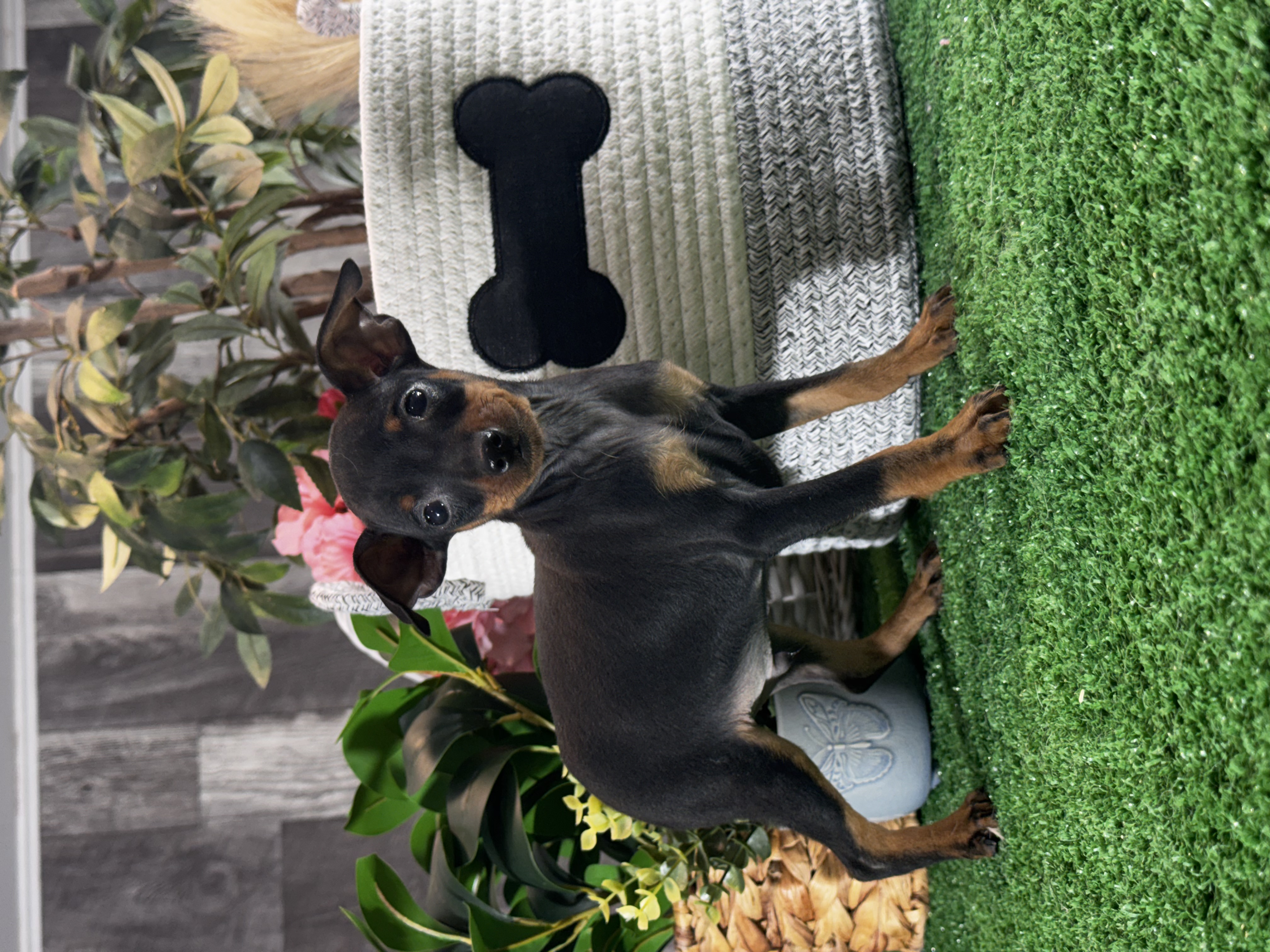 puppy, for, sale, Miniature Pinscher, Curtis  Martin, dog, breeder, Seneca Falls, NY, dog-breeder, puppy-for-sale, forsale, nearby, find, puppyfind, locator, puppylocator, aca