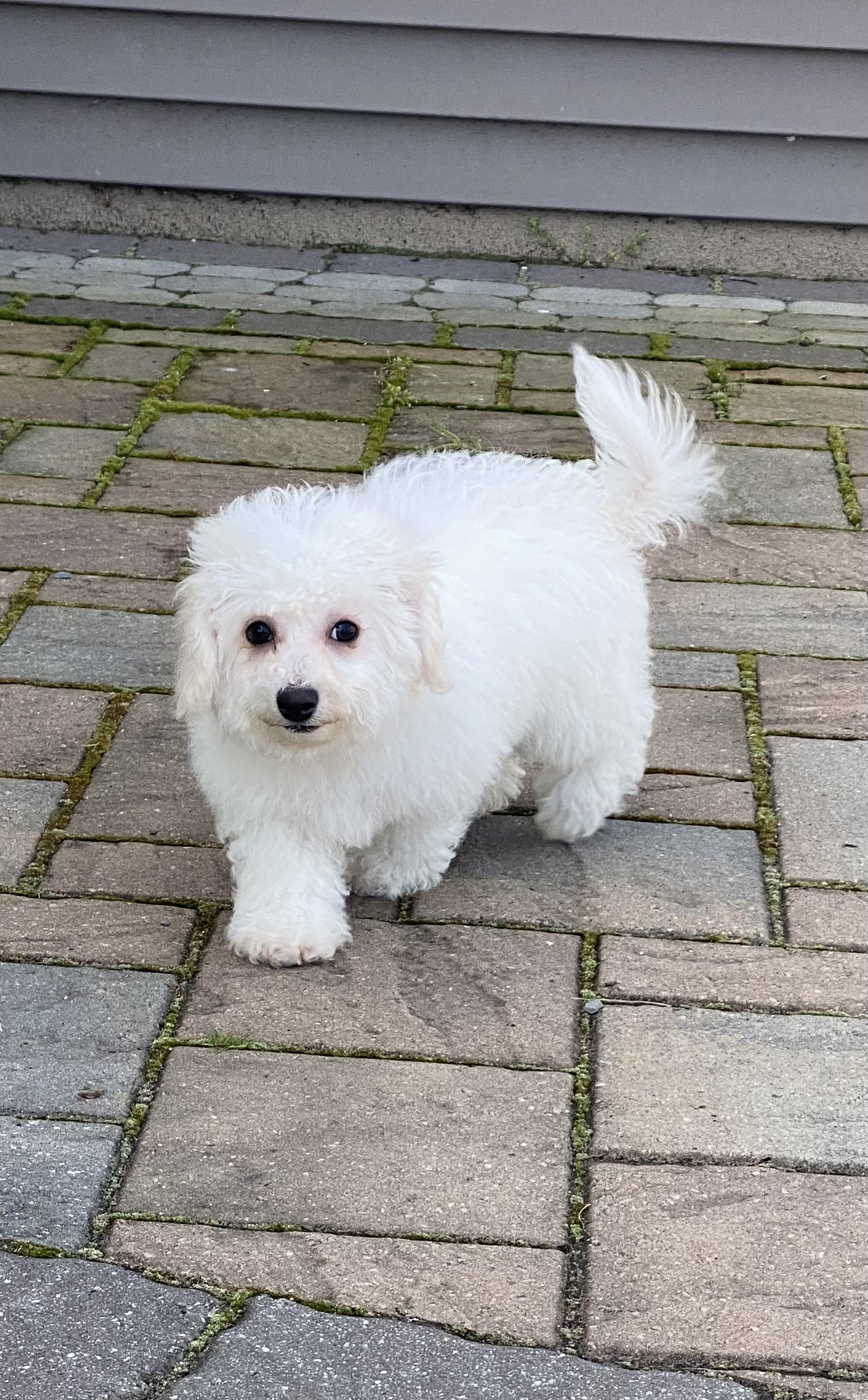 puppy, for, sale, Bichon Frise, Curtis  Martin, dog, breeder, Seneca Falls, NY, dog-breeder, puppy-for-sale, forsale, nearby, find, puppyfind, locator, puppylocator, aca
