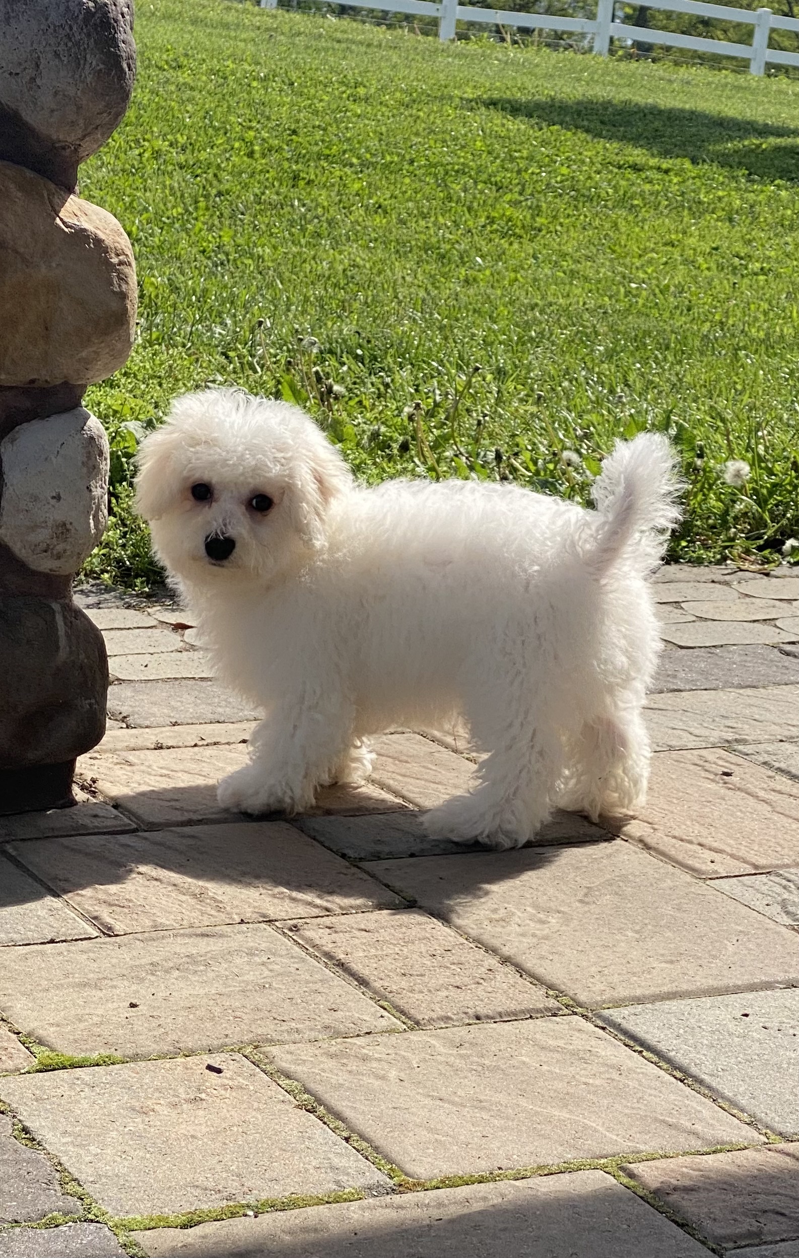 puppy, for, sale, Bichon Frise, Curtis  Martin, dog, breeder, Seneca Falls, NY, dog-breeder, puppy-for-sale, forsale, nearby, find, puppyfind, locator, puppylocator, aca