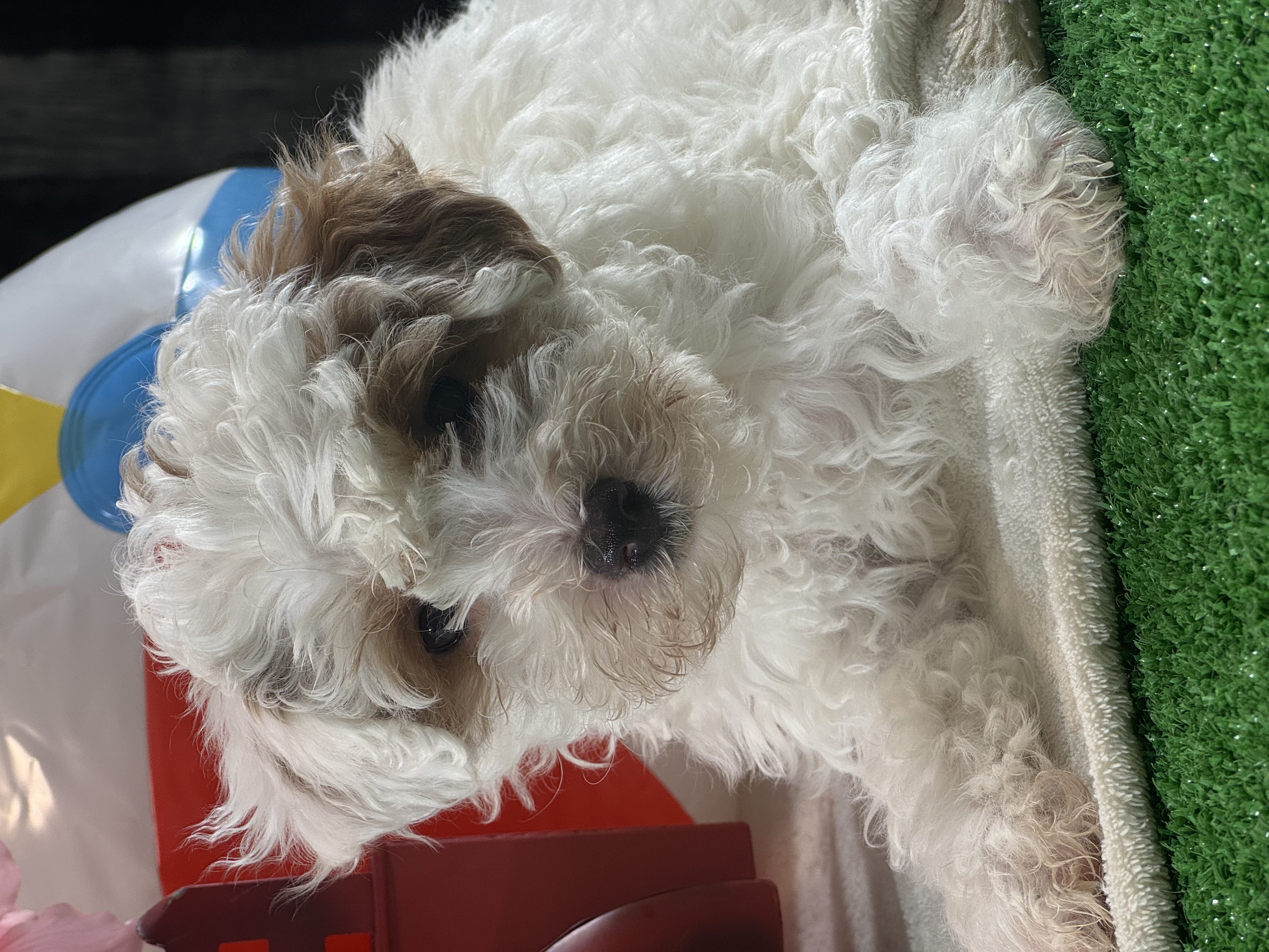 puppy, for, sale, Poodle, Curtis  Martin, dog, breeder, Seneca Falls, NY, dog-breeder, puppy-for-sale, forsale, nearby, find, puppyfind, locator, puppylocator, aca