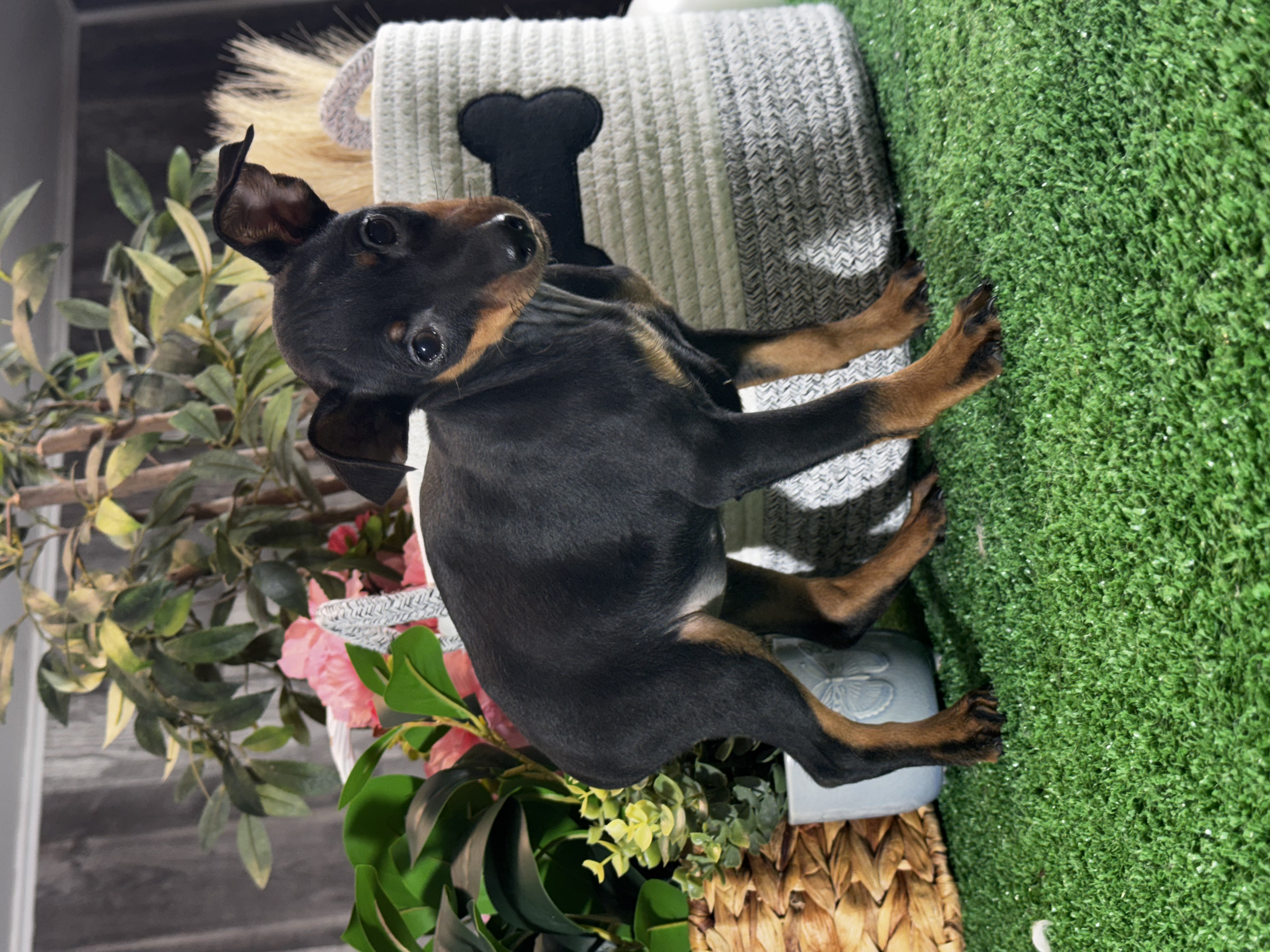 puppy, for, sale, Miniature Pinscher, Curtis  Martin, dog, breeder, Seneca Falls, NY, dog-breeder, puppy-for-sale, forsale, nearby, find, puppyfind, locator, puppylocator, aca