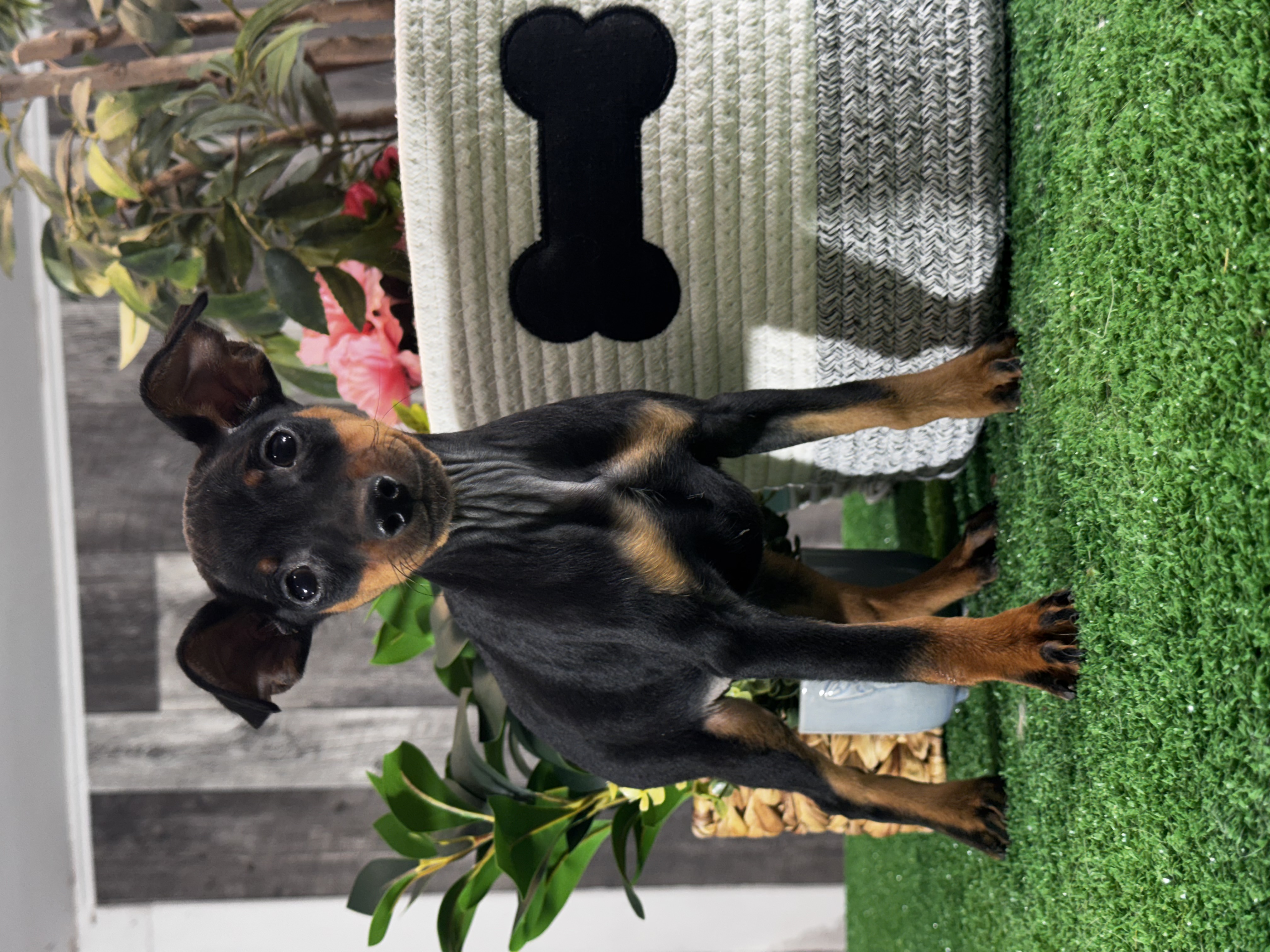 puppy, for, sale, Miniature Pinscher, Curtis  Martin, dog, breeder, Seneca Falls, NY, dog-breeder, puppy-for-sale, forsale, nearby, find, puppyfind, locator, puppylocator, aca
