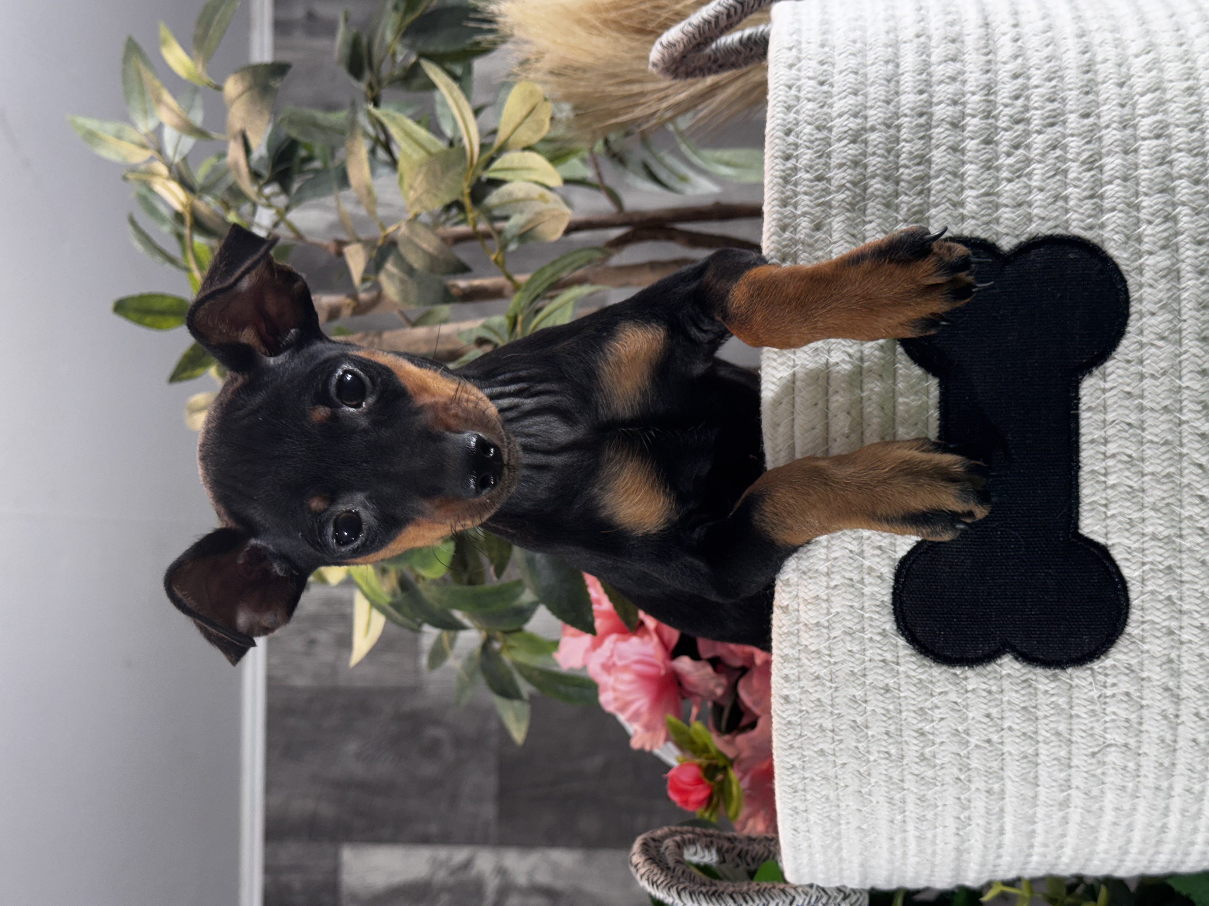 puppy, for, sale, Miniature Pinscher, Curtis  Martin, dog, breeder, Seneca Falls, NY, dog-breeder, puppy-for-sale, forsale, nearby, find, puppyfind, locator, puppylocator, aca