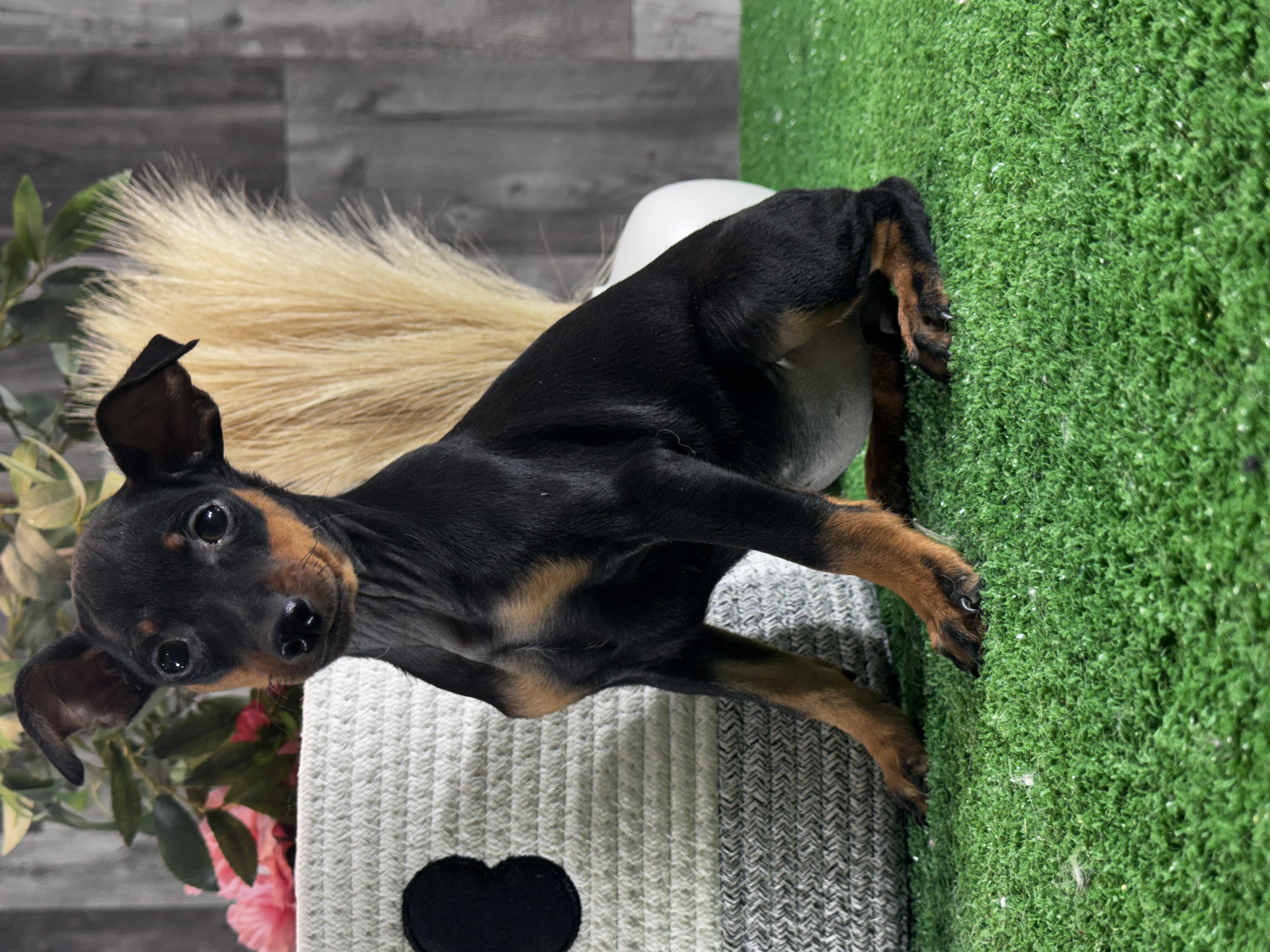 puppy, for, sale, Miniature Pinscher, Curtis  Martin, dog, breeder, Seneca Falls, NY, dog-breeder, puppy-for-sale, forsale, nearby, find, puppyfind, locator, puppylocator, aca