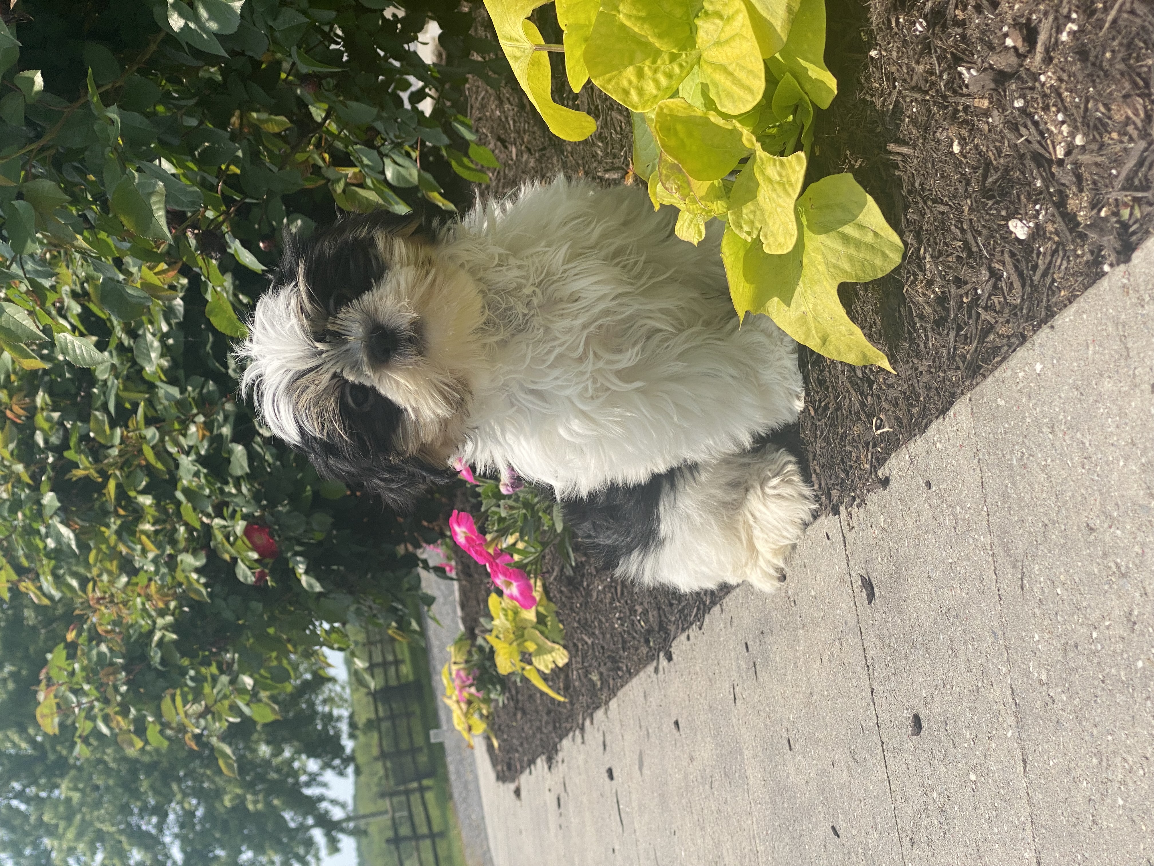 puppy, for, sale, Shih Tzu, Curtis  Martin, dog, breeder, Seneca Falls, NY, dog-breeder, puppy-for-sale, forsale, nearby, find, puppyfind, locator, puppylocator, aca