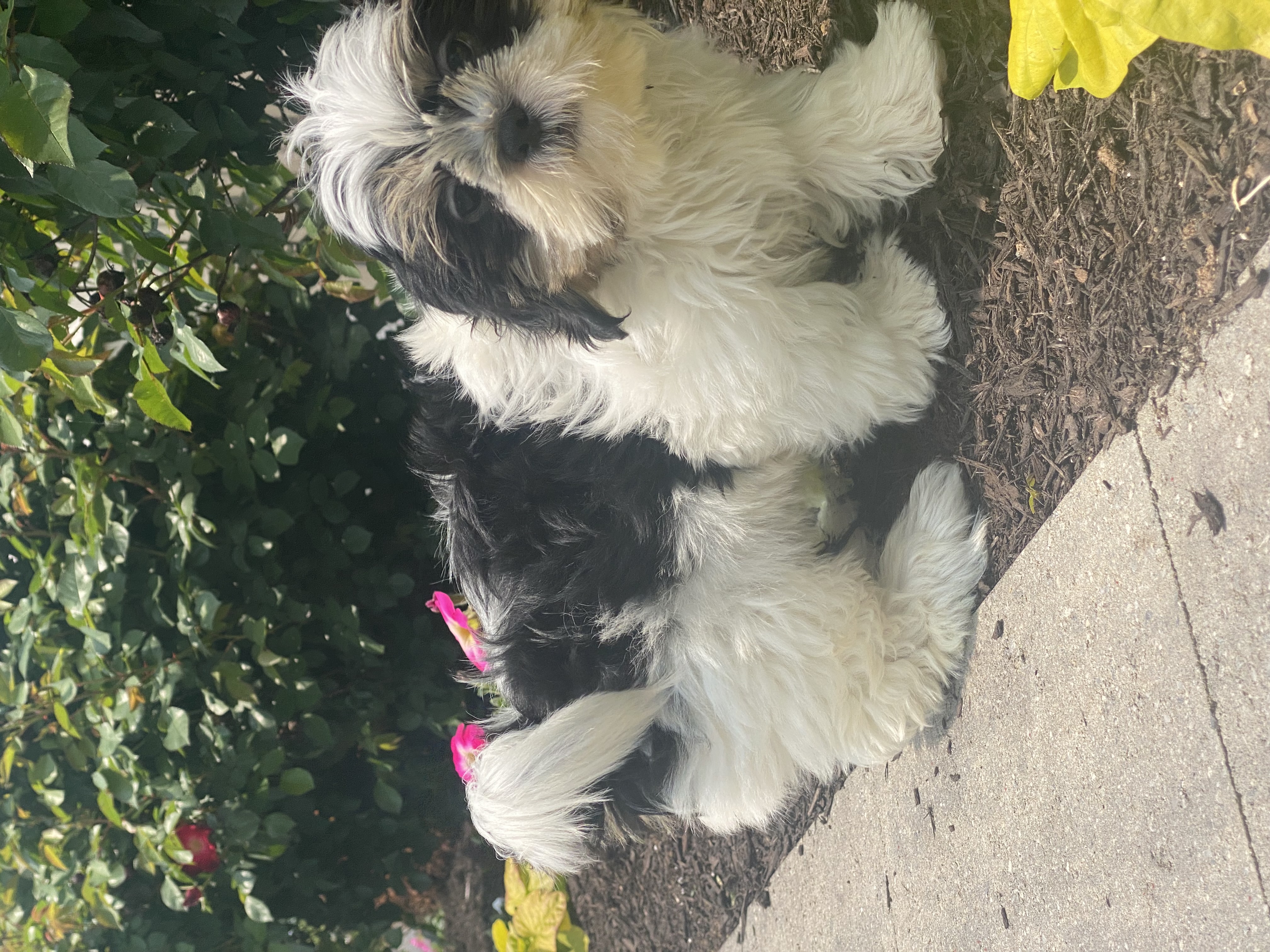 puppy, for, sale, Shih Tzu, Curtis  Martin, dog, breeder, Seneca Falls, NY, dog-breeder, puppy-for-sale, forsale, nearby, find, puppyfind, locator, puppylocator, aca
