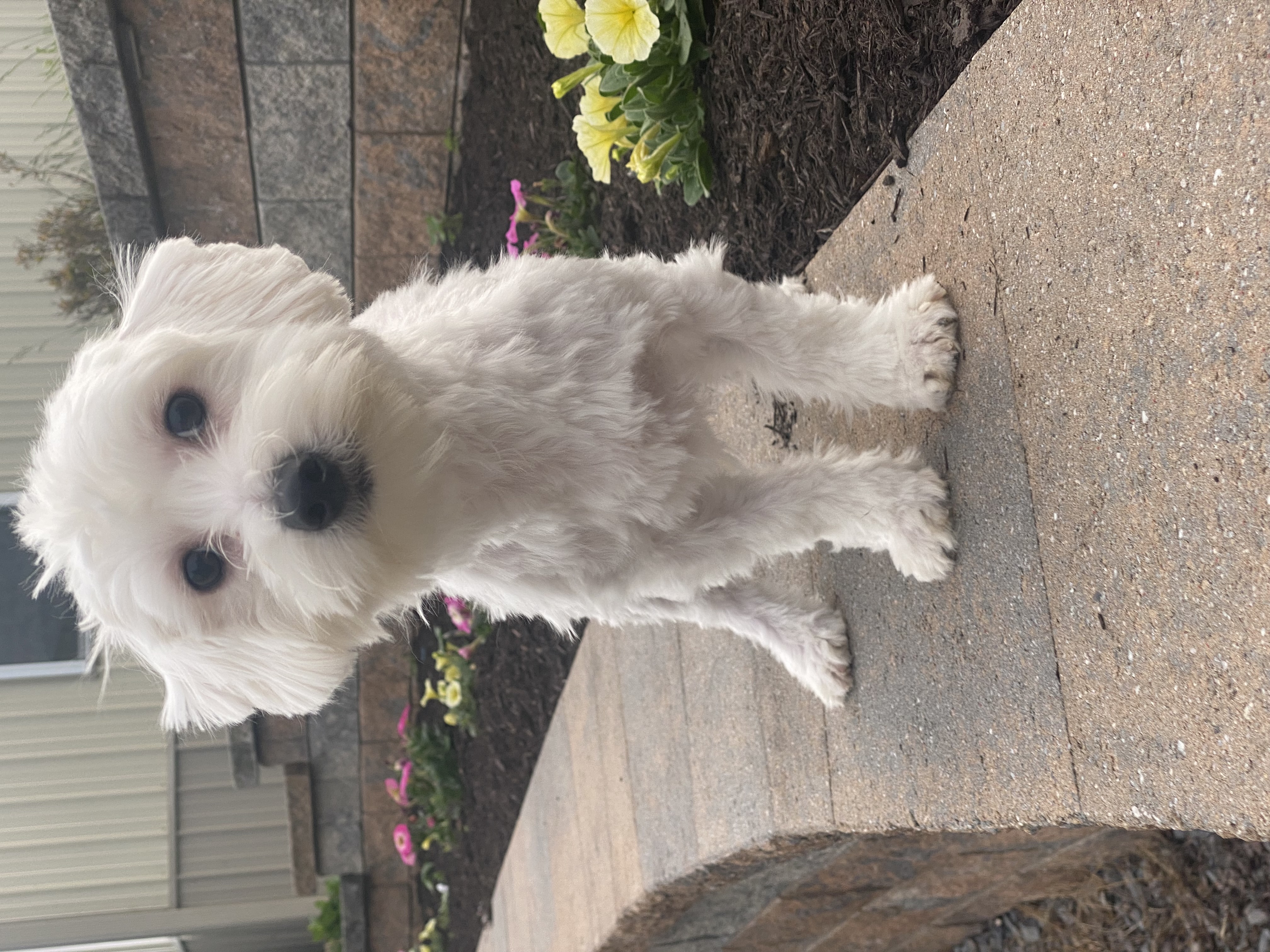 puppy, for, sale, Coton de Tulear, Curtis  Martin, dog, breeder, Seneca Falls, NY, dog-breeder, puppy-for-sale, forsale, nearby, find, puppyfind, locator, puppylocator, aca