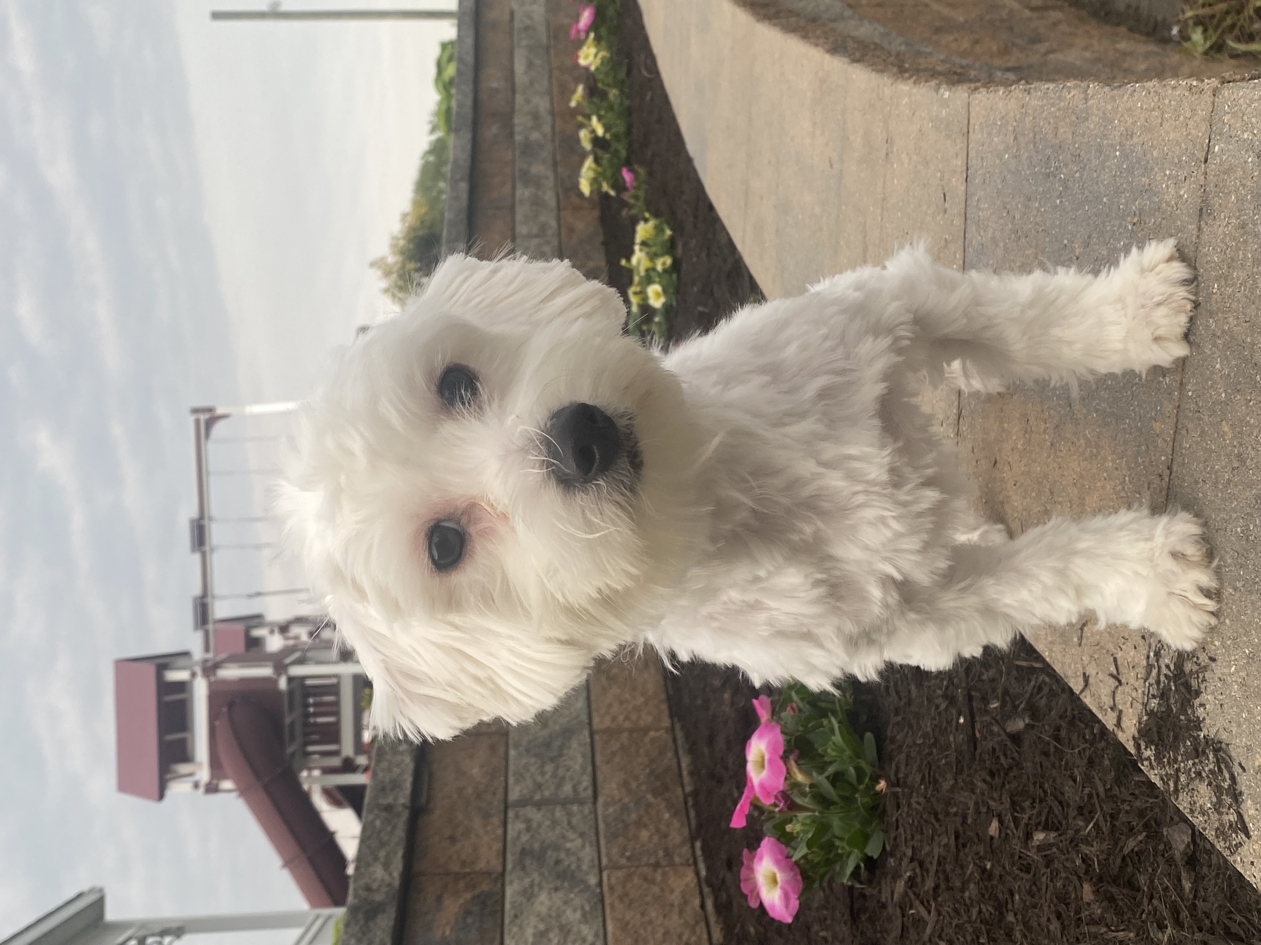 puppy, for, sale, Coton de Tulear, Curtis  Martin, dog, breeder, Seneca Falls, NY, dog-breeder, puppy-for-sale, forsale, nearby, find, puppyfind, locator, puppylocator, aca