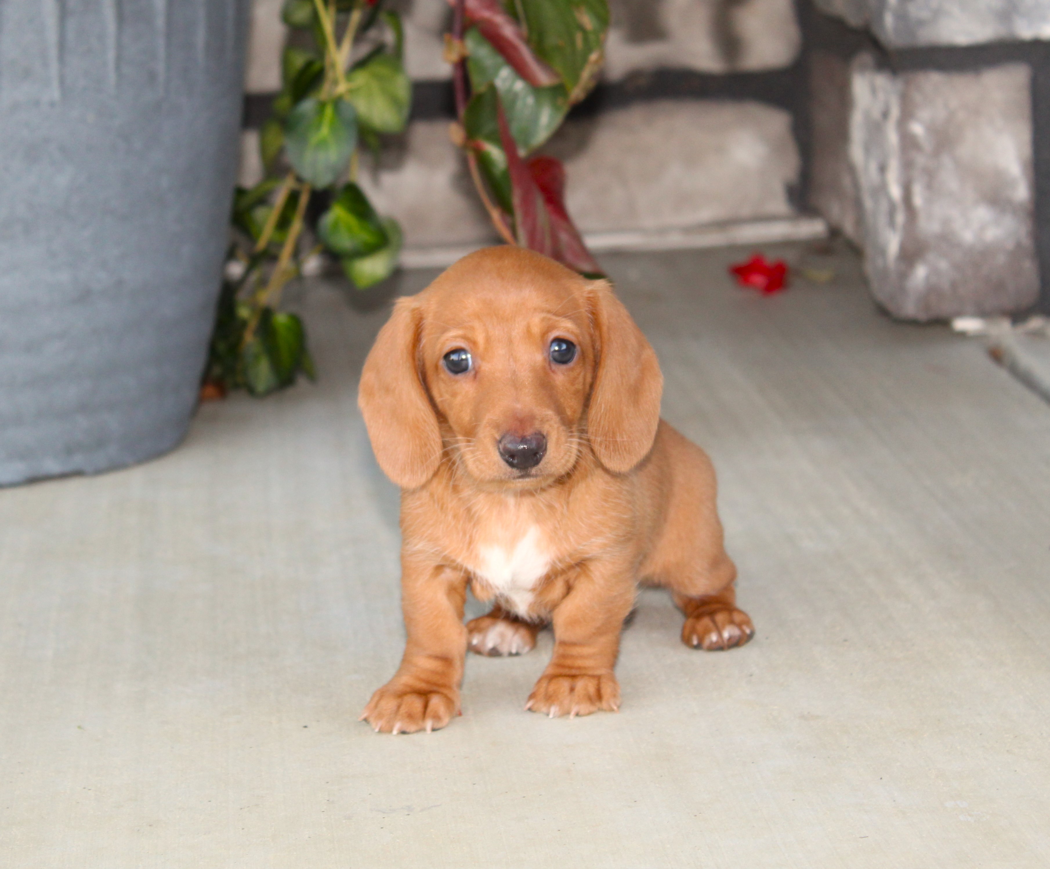 puppy, for, sale, Dachshund,   Little Stream Estates LLC, dog, breeder, Lititz, PA, dog-breeder, puppy-for-sale, forsale, nearby, find, puppyfind, locator, puppylocator, aca