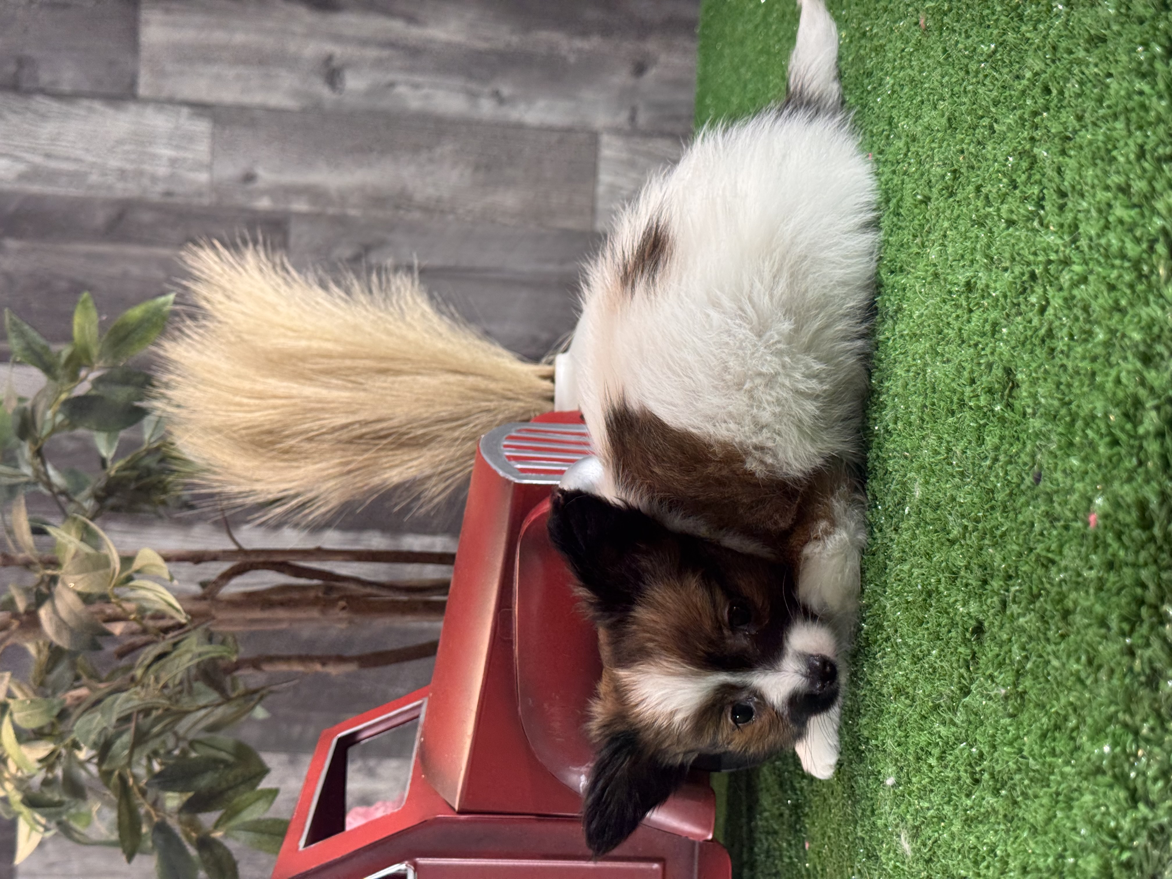 puppy, for, sale, Papillon, Curtis  Martin, dog, breeder, Seneca Falls, NY, dog-breeder, puppy-for-sale, forsale, nearby, find, puppyfind, locator, puppylocator, aca