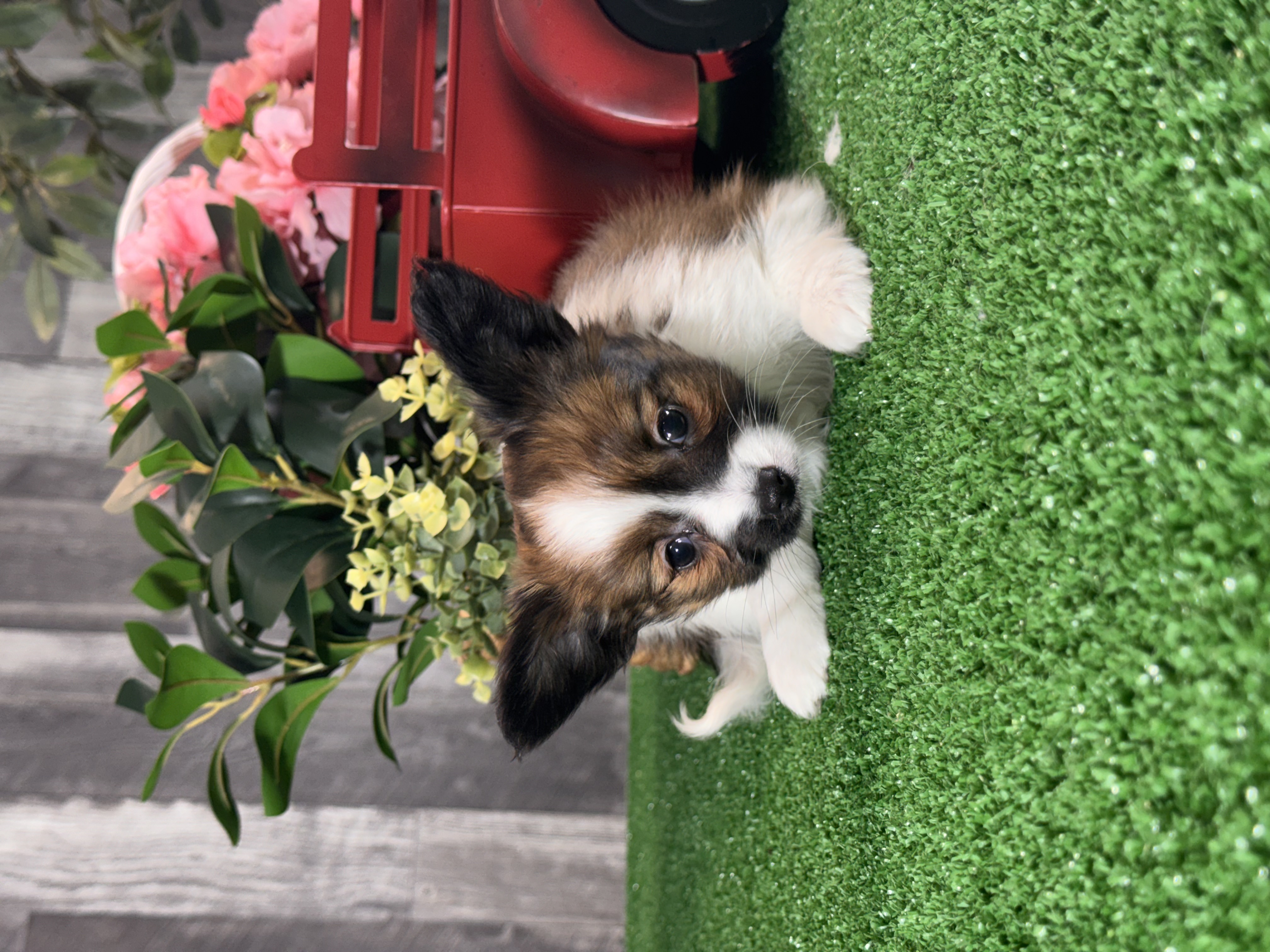 puppy, for, sale, Papillon, Curtis  Martin, dog, breeder, Seneca Falls, NY, dog-breeder, puppy-for-sale, forsale, nearby, find, puppyfind, locator, puppylocator, aca