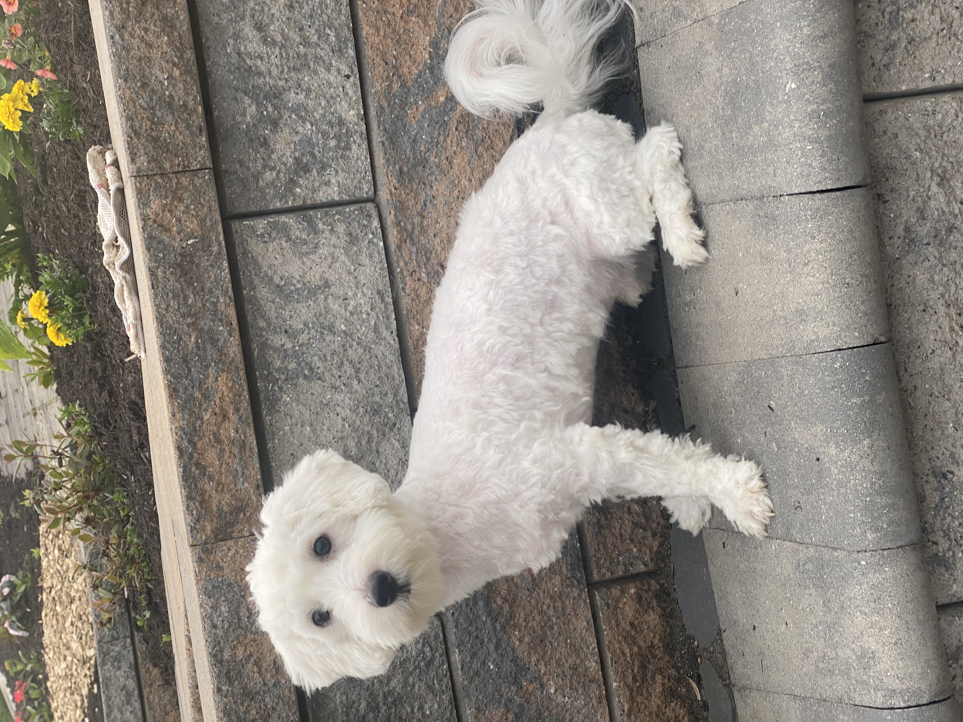 puppy, for, sale, Coton de Tulear, Curtis  Martin, dog, breeder, Seneca Falls, NY, dog-breeder, puppy-for-sale, forsale, nearby, find, puppyfind, locator, puppylocator, aca