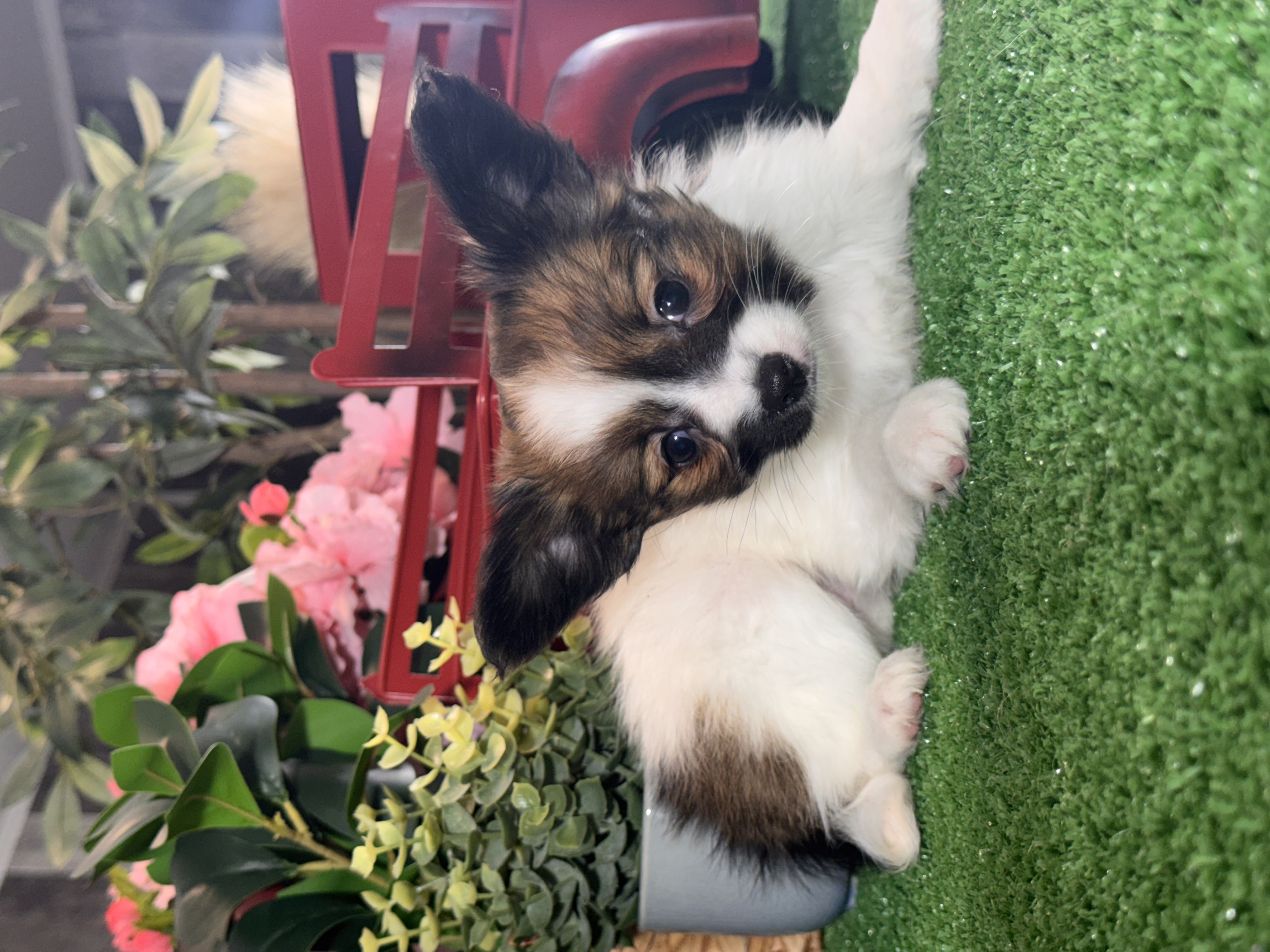 puppy, for, sale, Papillon, Curtis  Martin, dog, breeder, Seneca Falls, NY, dog-breeder, puppy-for-sale, forsale, nearby, find, puppyfind, locator, puppylocator, aca