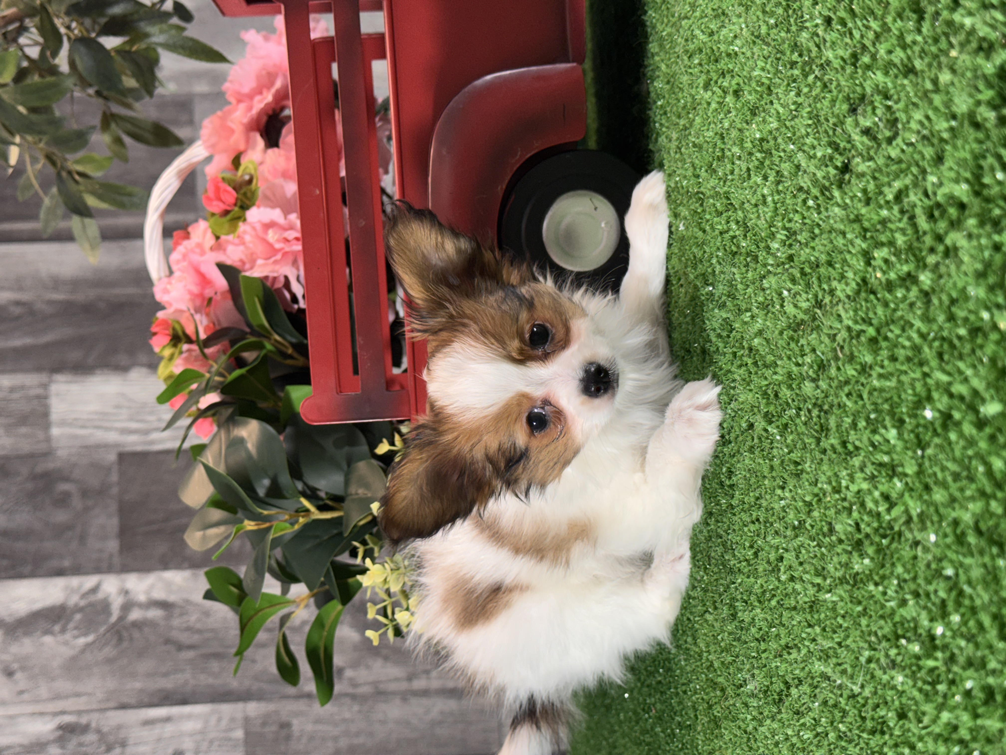 puppy, for, sale, Papillon, Curtis  Martin, dog, breeder, Seneca Falls, NY, dog-breeder, puppy-for-sale, forsale, nearby, find, puppyfind, locator, puppylocator, aca