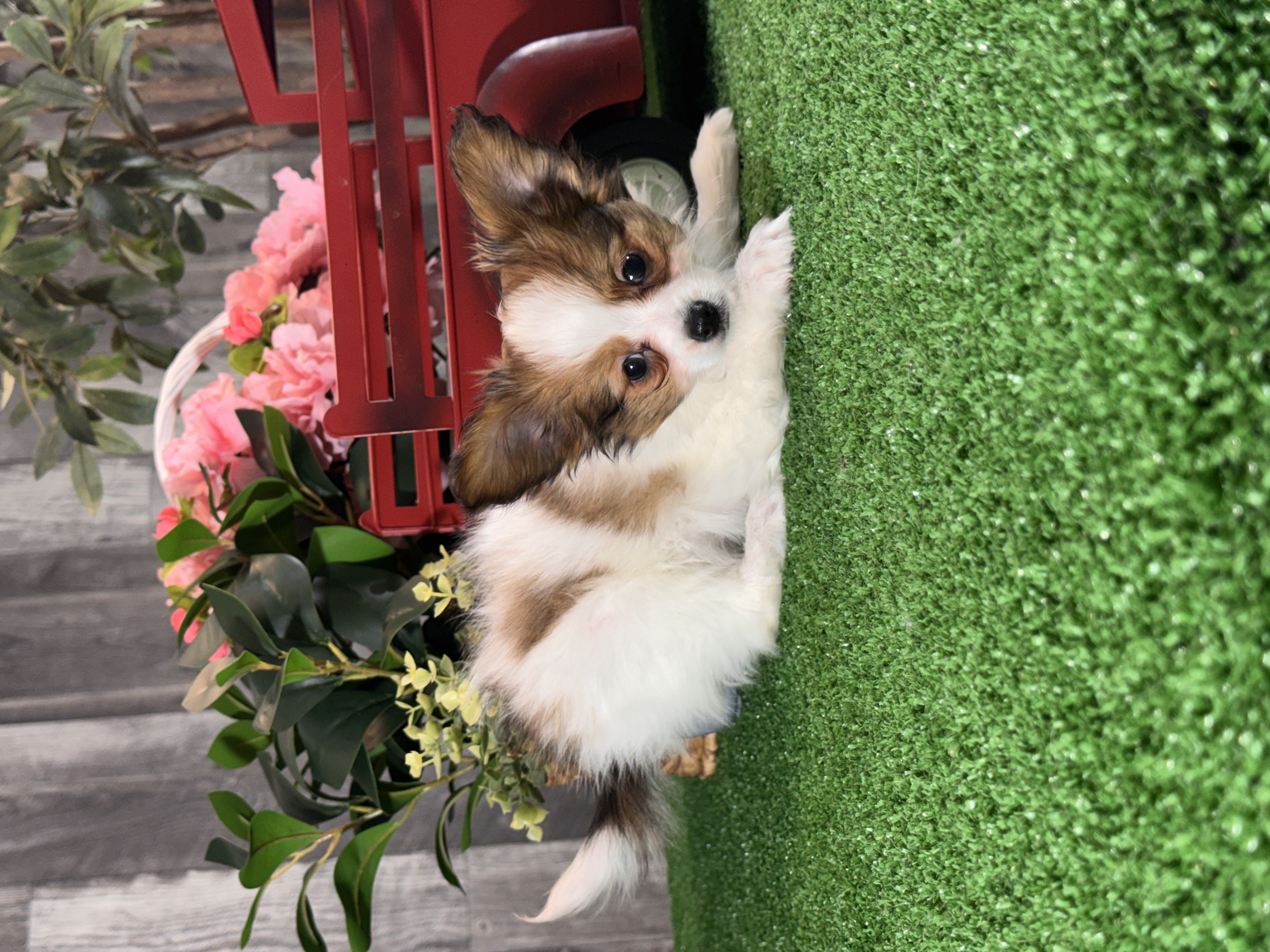 puppy, for, sale, Papillon, Curtis  Martin, dog, breeder, Seneca Falls, NY, dog-breeder, puppy-for-sale, forsale, nearby, find, puppyfind, locator, puppylocator, aca