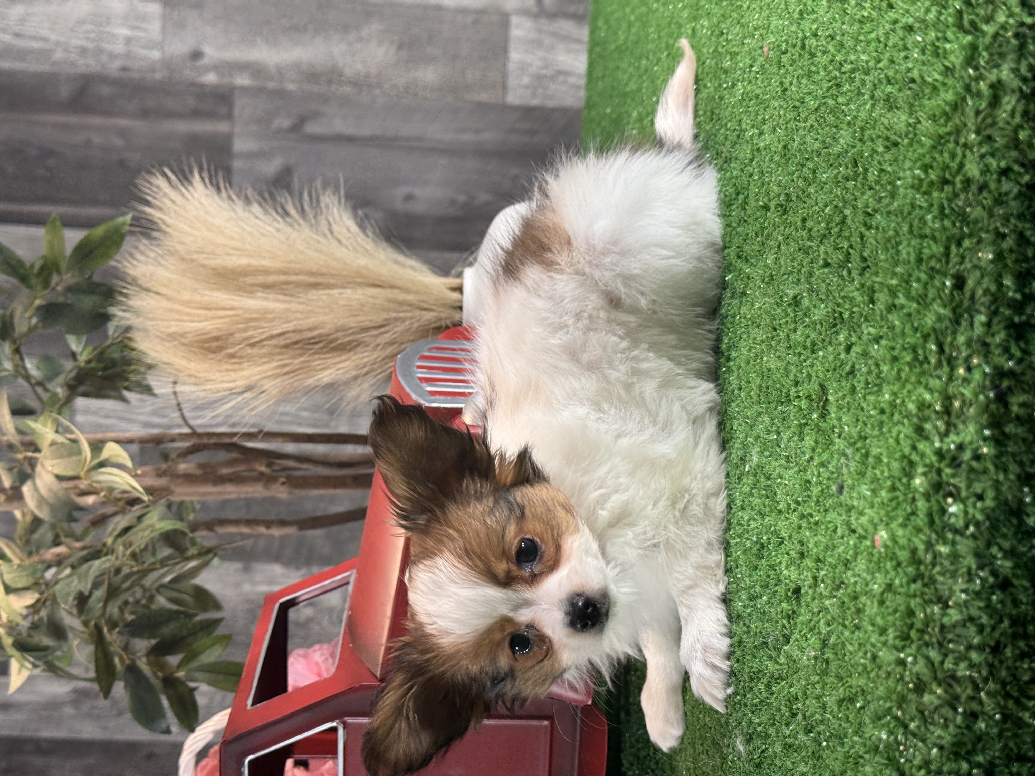 puppy, for, sale, Papillon, Curtis  Martin, dog, breeder, Seneca Falls, NY, dog-breeder, puppy-for-sale, forsale, nearby, find, puppyfind, locator, puppylocator, aca