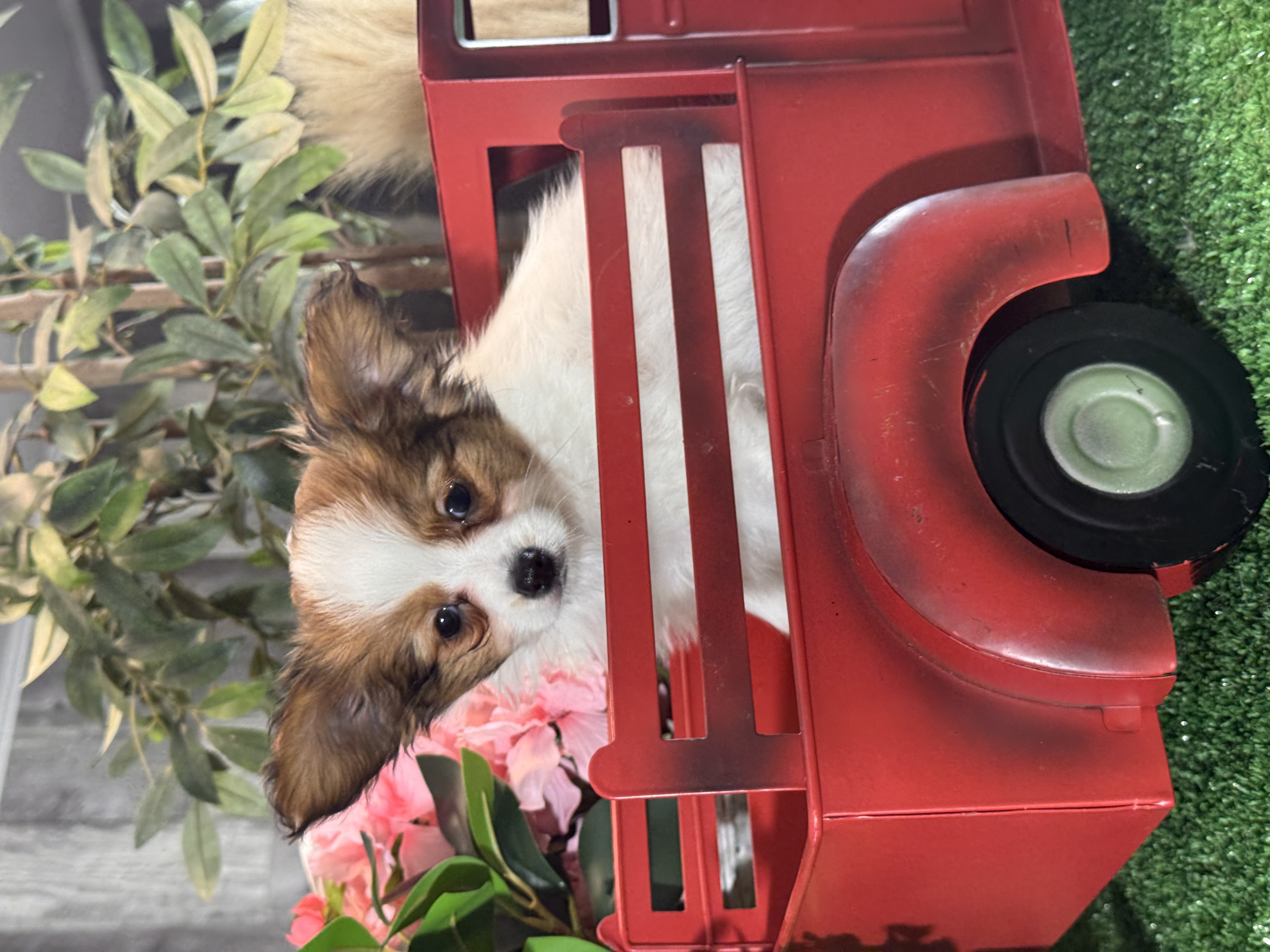 puppy, for, sale, Papillon, Curtis  Martin, dog, breeder, Seneca Falls, NY, dog-breeder, puppy-for-sale, forsale, nearby, find, puppyfind, locator, puppylocator, aca