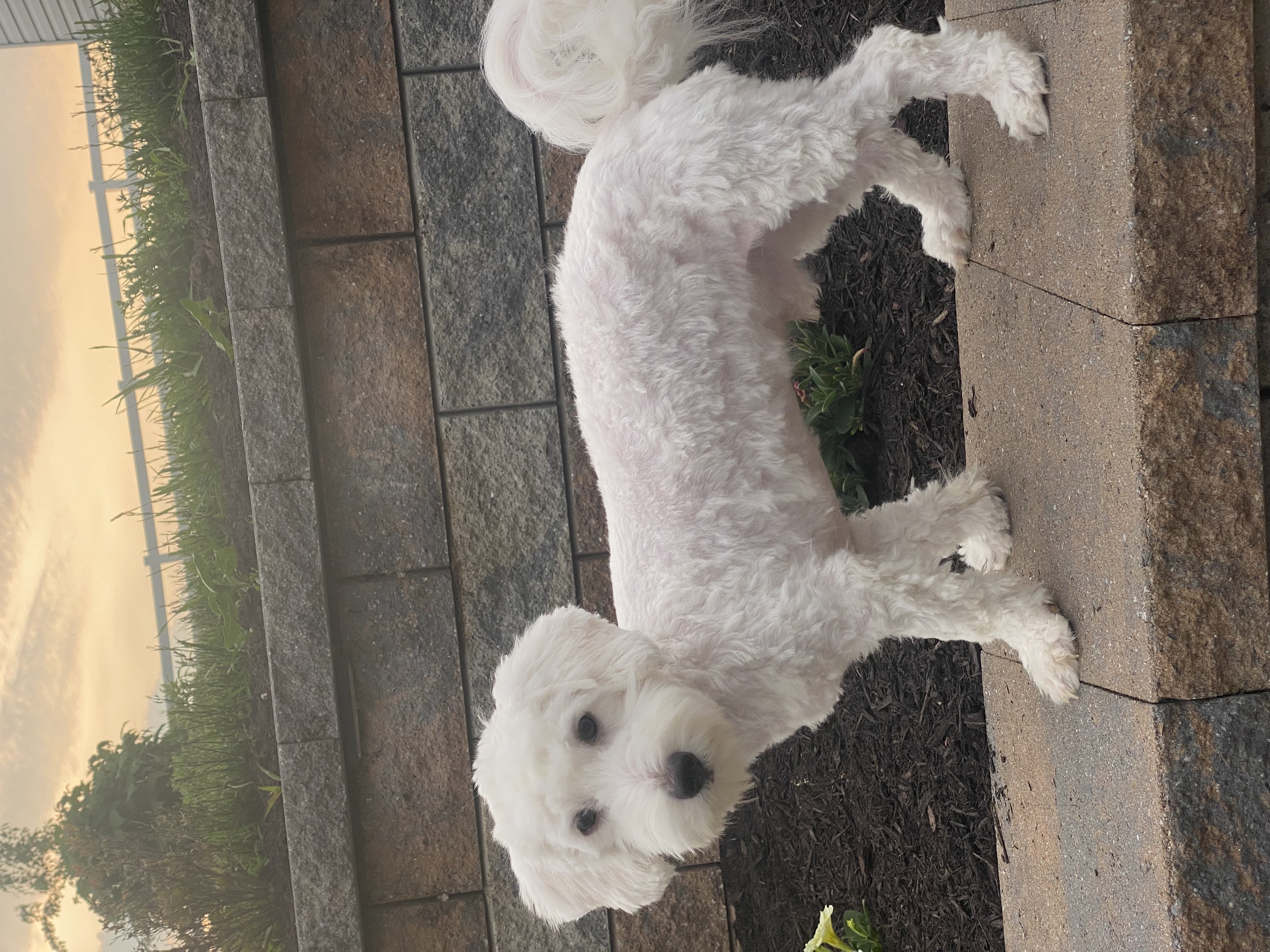 puppy, for, sale, Coton de Tulear, Curtis  Martin, dog, breeder, Seneca Falls, NY, dog-breeder, puppy-for-sale, forsale, nearby, find, puppyfind, locator, puppylocator, aca
