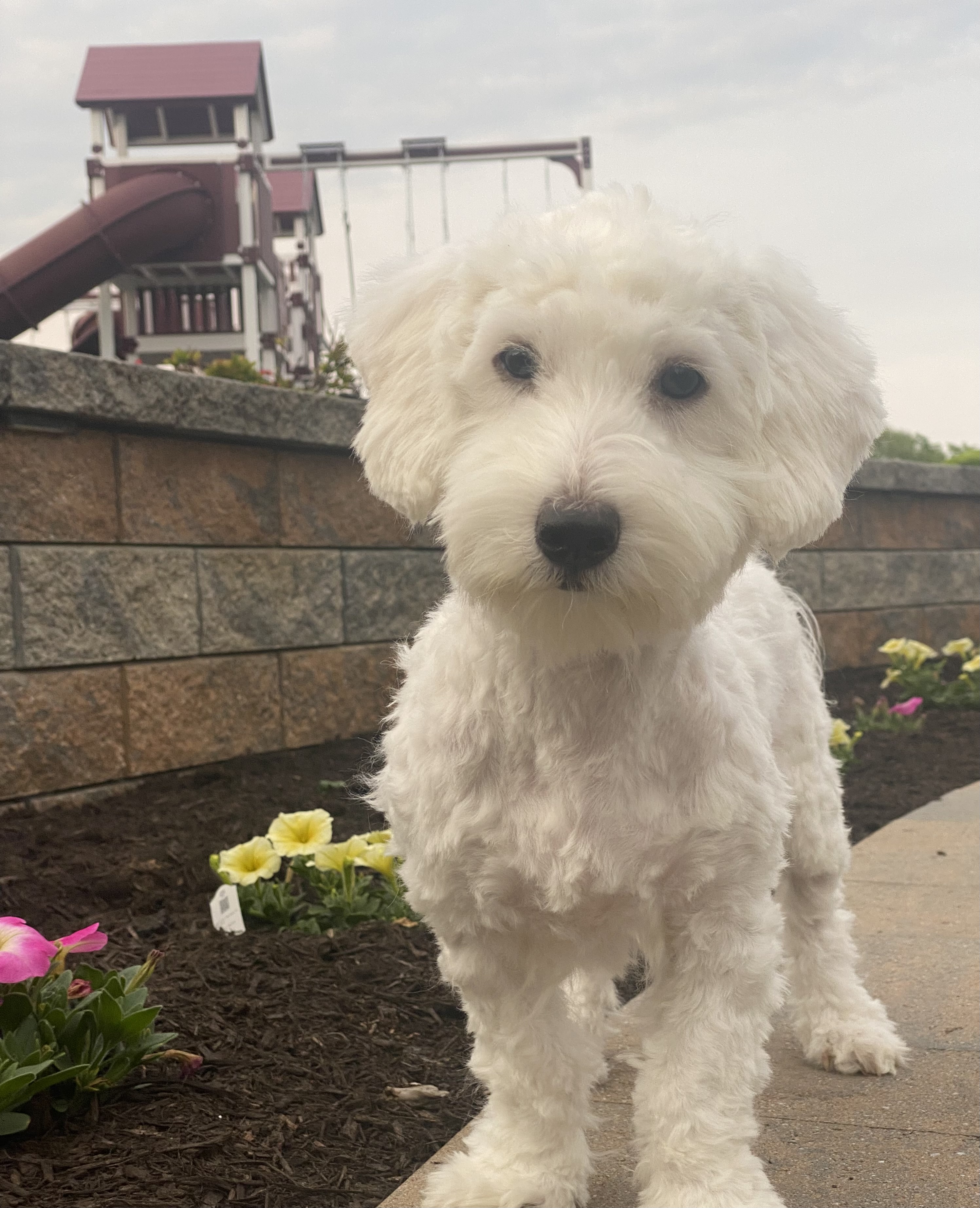 puppy, for, sale, Coton de Tulear, Curtis  Martin, dog, breeder, Seneca Falls, NY, dog-breeder, puppy-for-sale, forsale, nearby, find, puppyfind, locator, puppylocator, aca