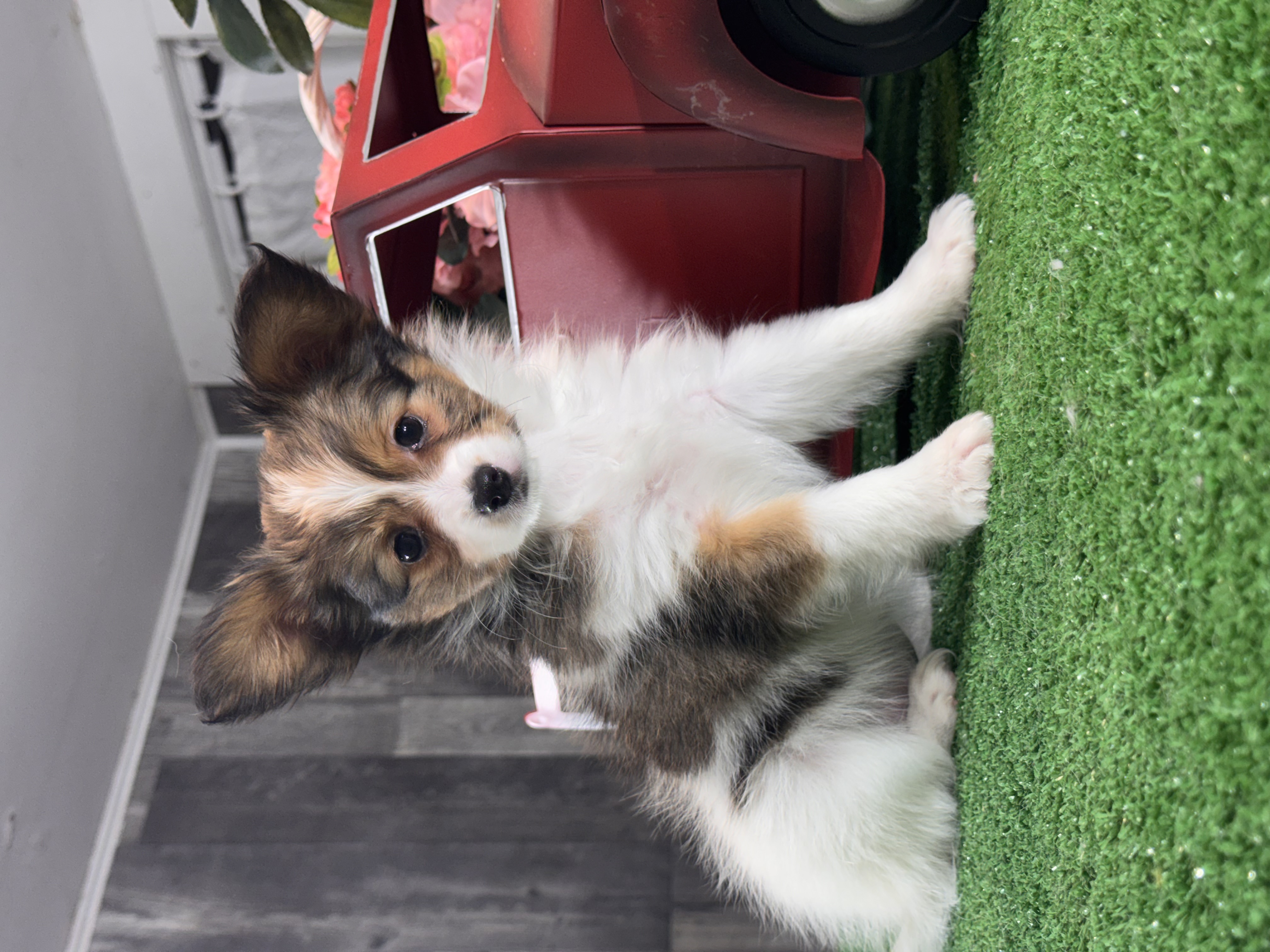 puppy, for, sale, Papillon, Curtis  Martin, dog, breeder, Seneca Falls, NY, dog-breeder, puppy-for-sale, forsale, nearby, find, puppyfind, locator, puppylocator, aca