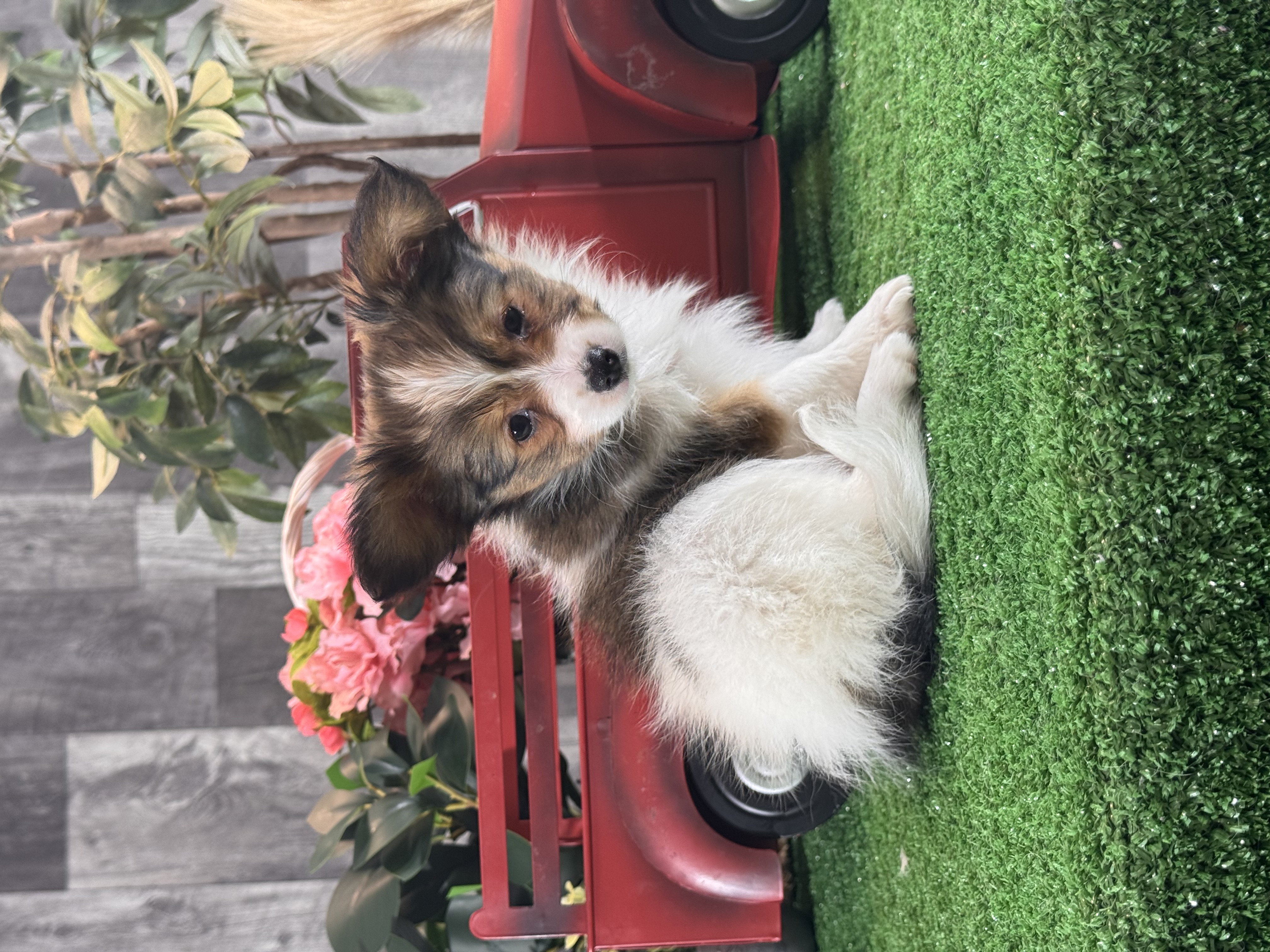 puppy, for, sale, Papillon, Curtis  Martin, dog, breeder, Seneca Falls, NY, dog-breeder, puppy-for-sale, forsale, nearby, find, puppyfind, locator, puppylocator, aca
